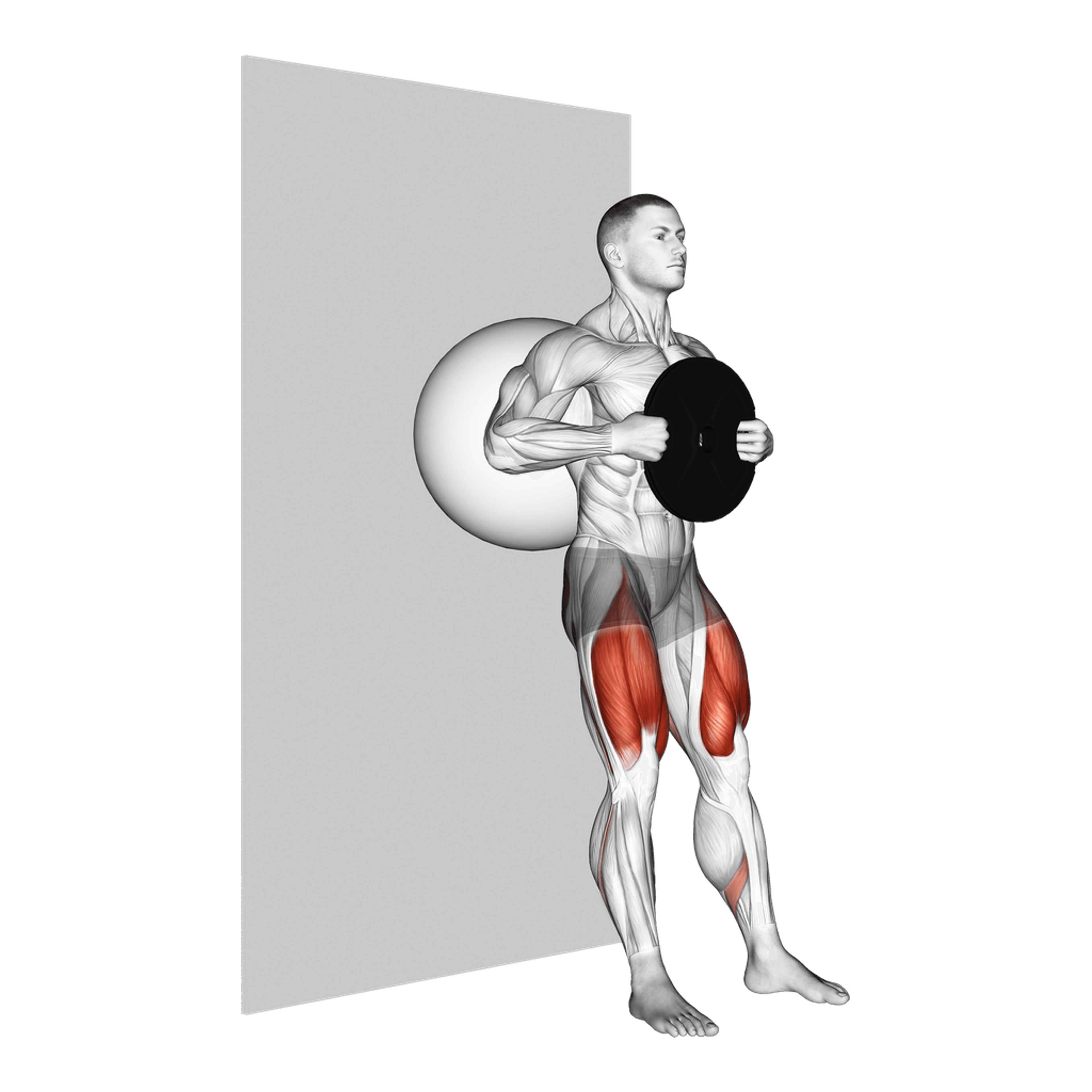 Weighted Exercise Ball Wall Squat