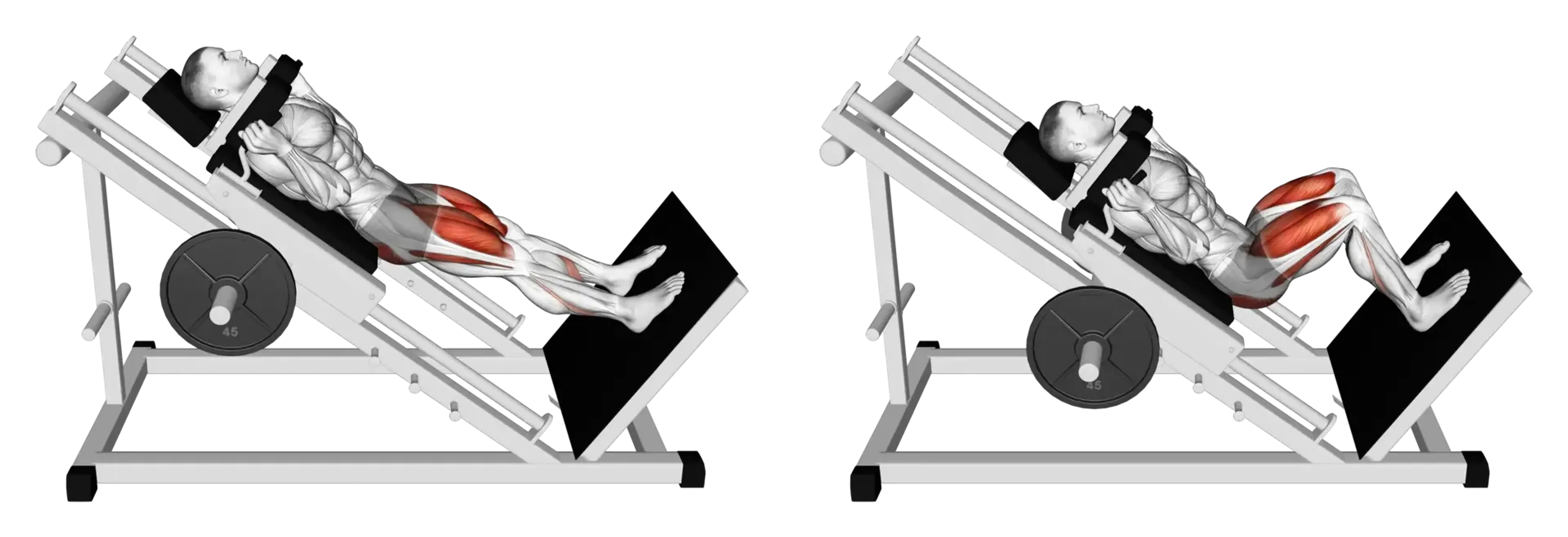 Hack Squat
