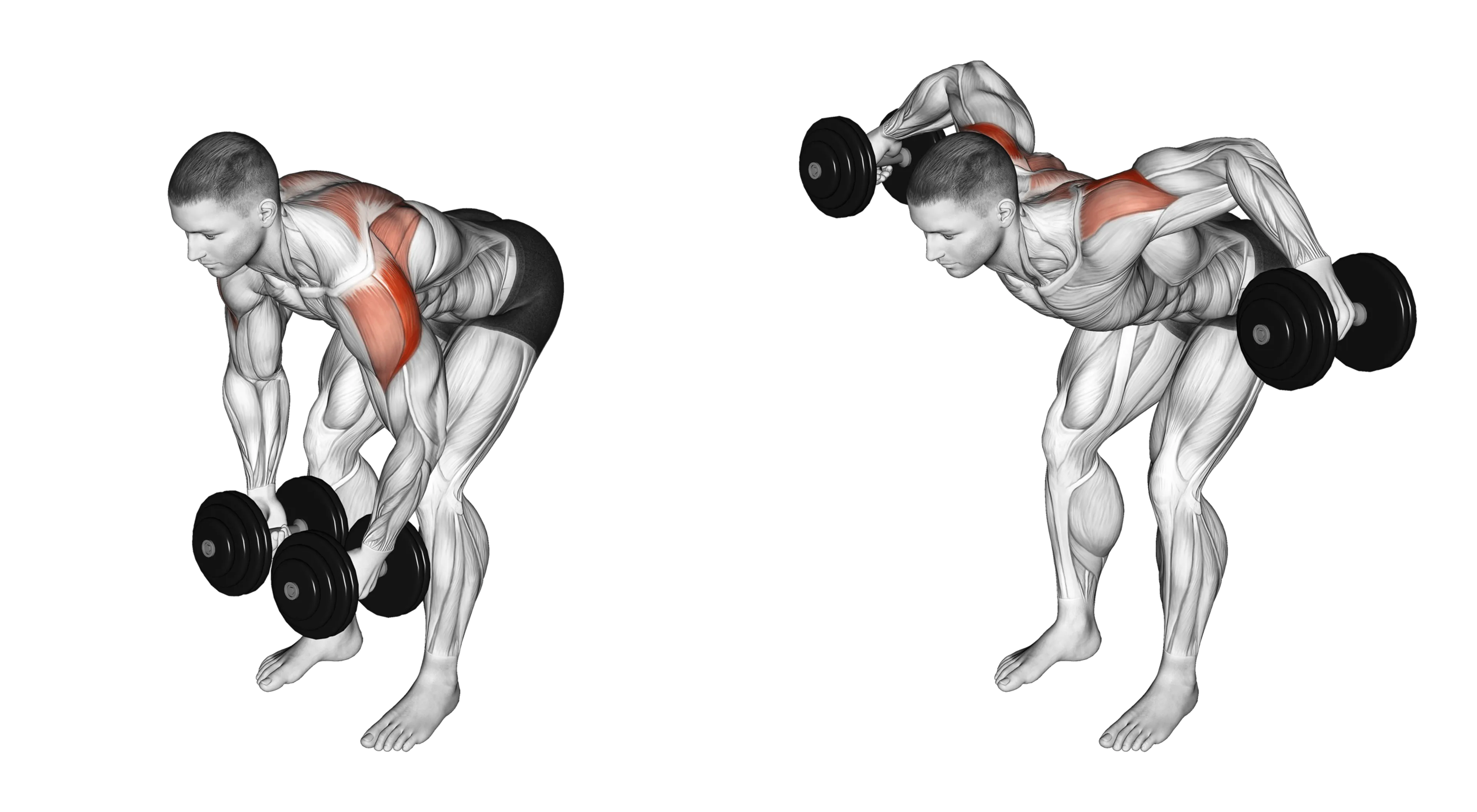 Dumbbell Rear Lateral Raise