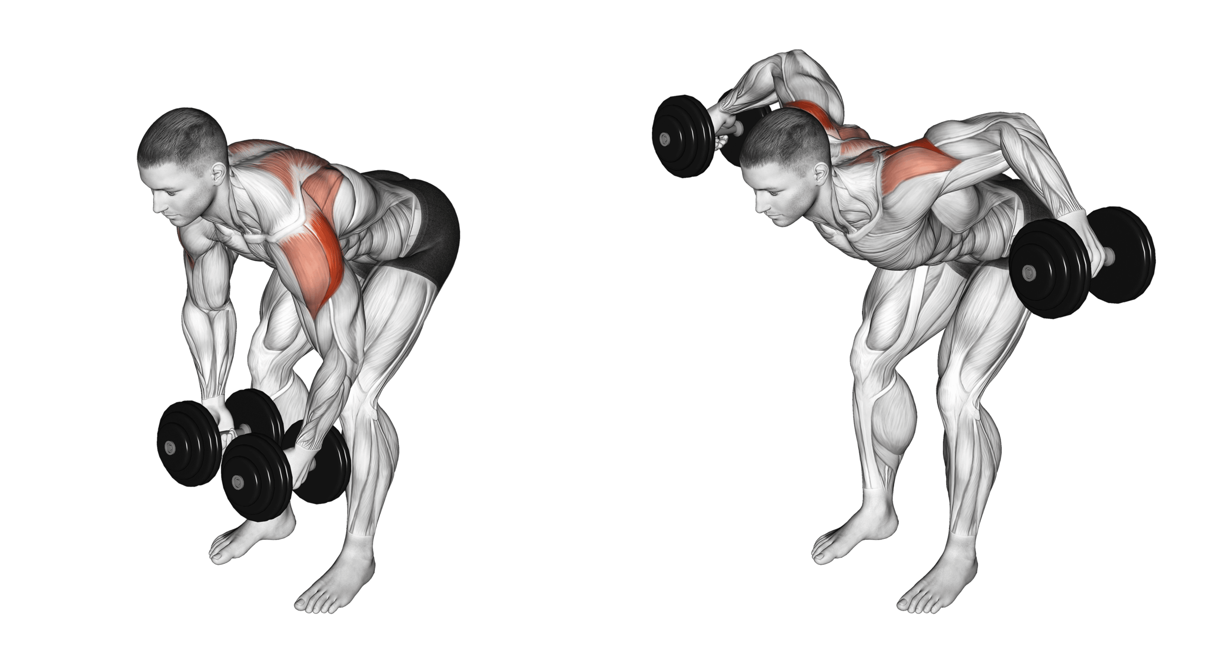Dumbbell Rear Lateral Raise