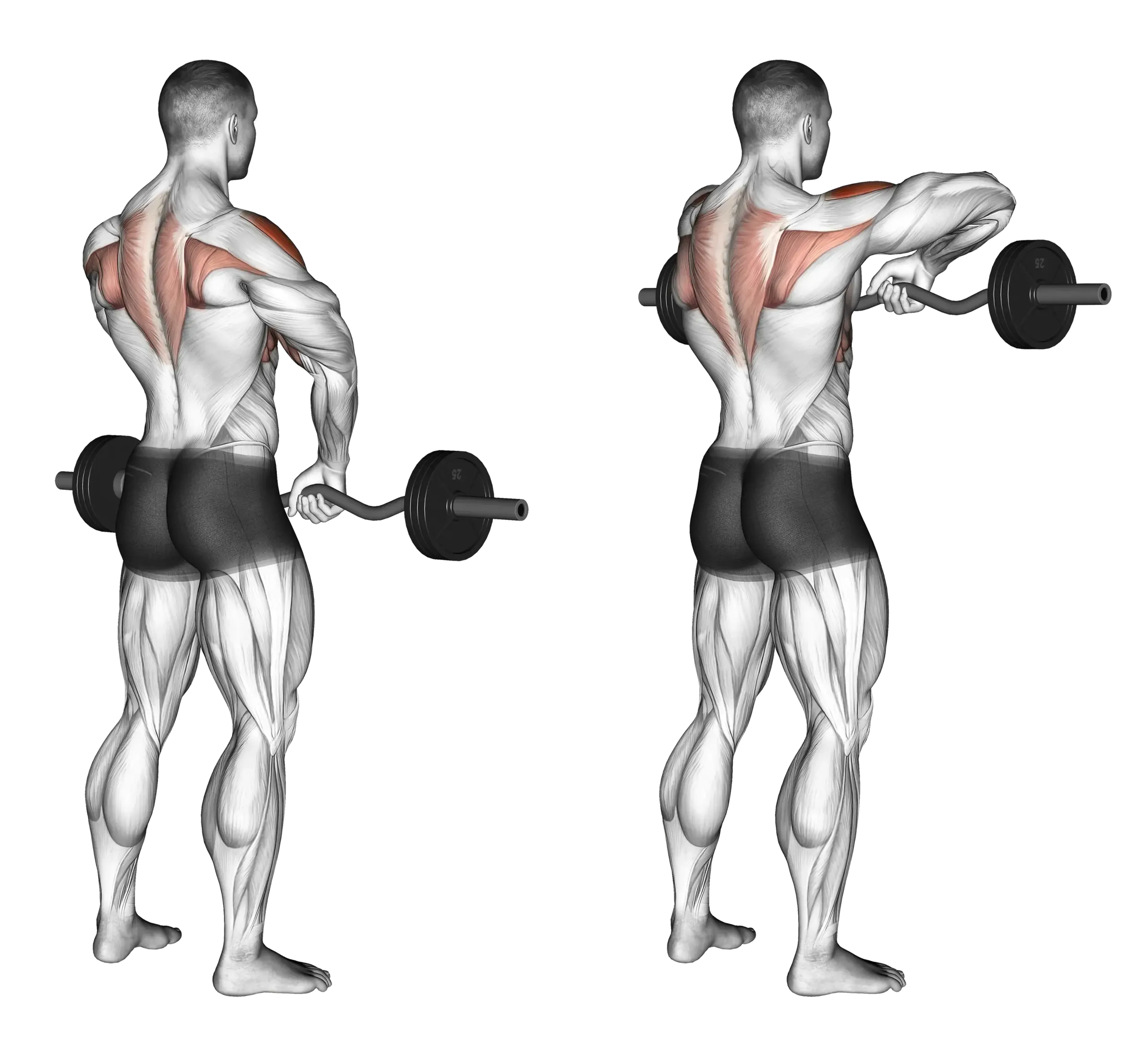 EZ Bar Upright Row