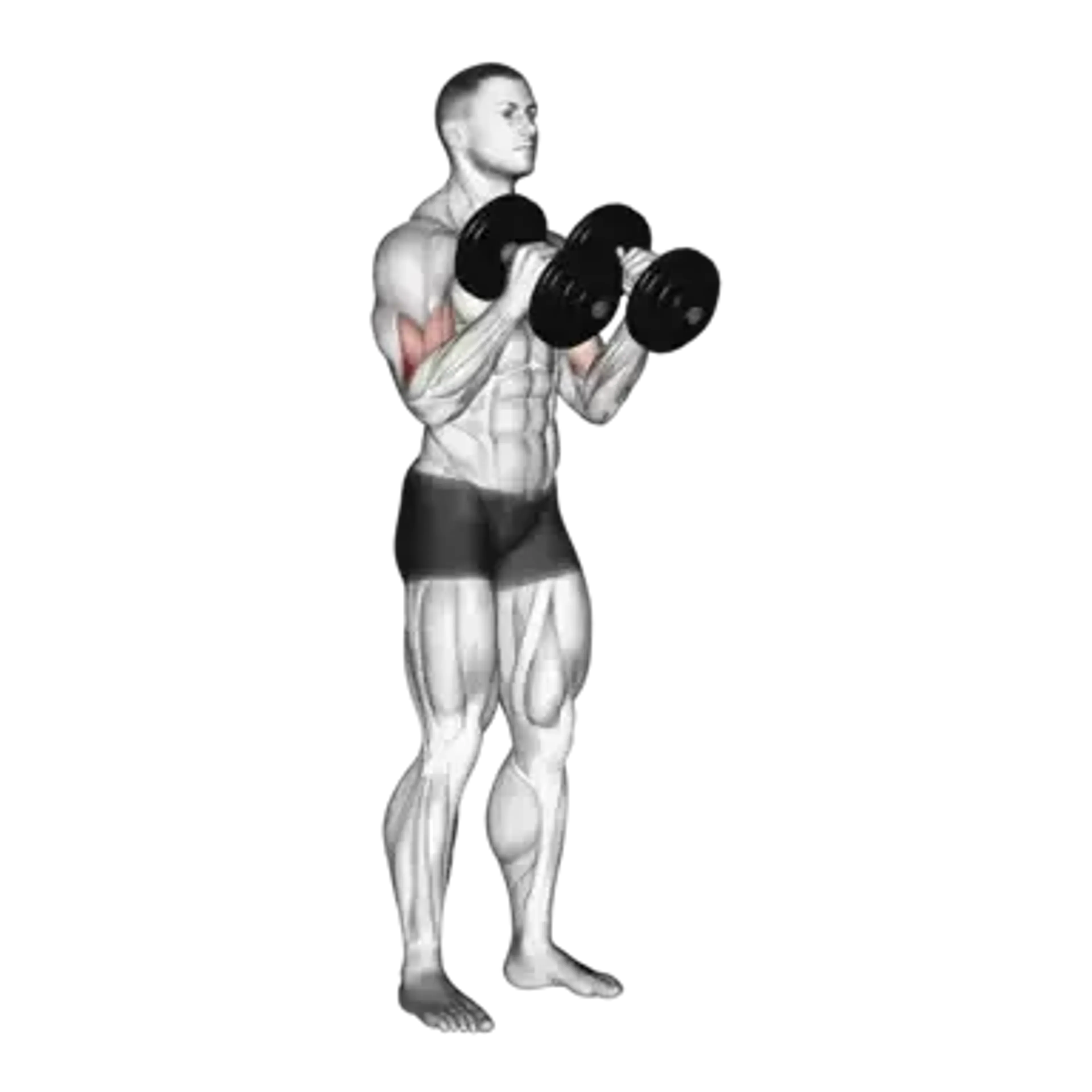 Dumbbell Hammer Curl