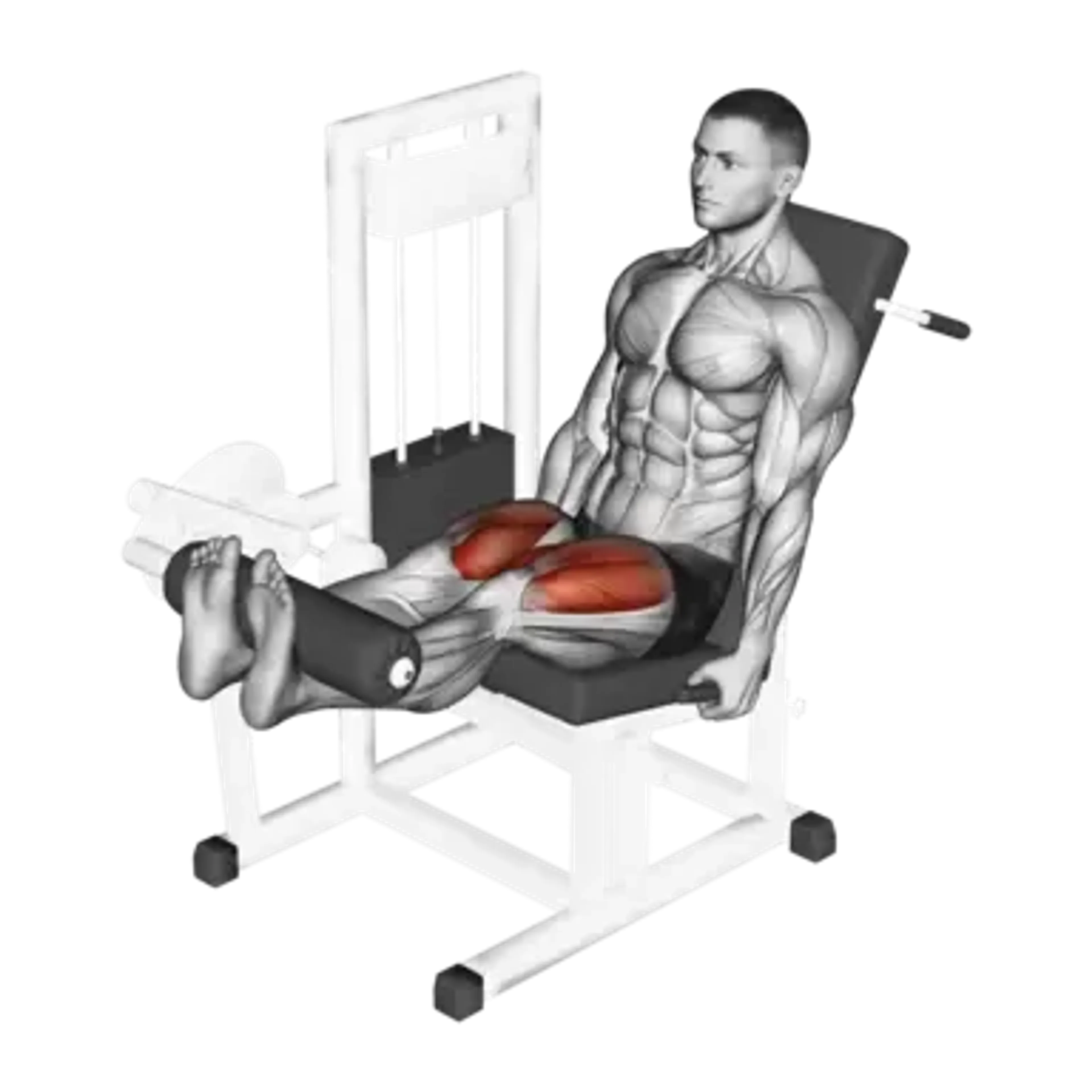 Machine Leg Extension