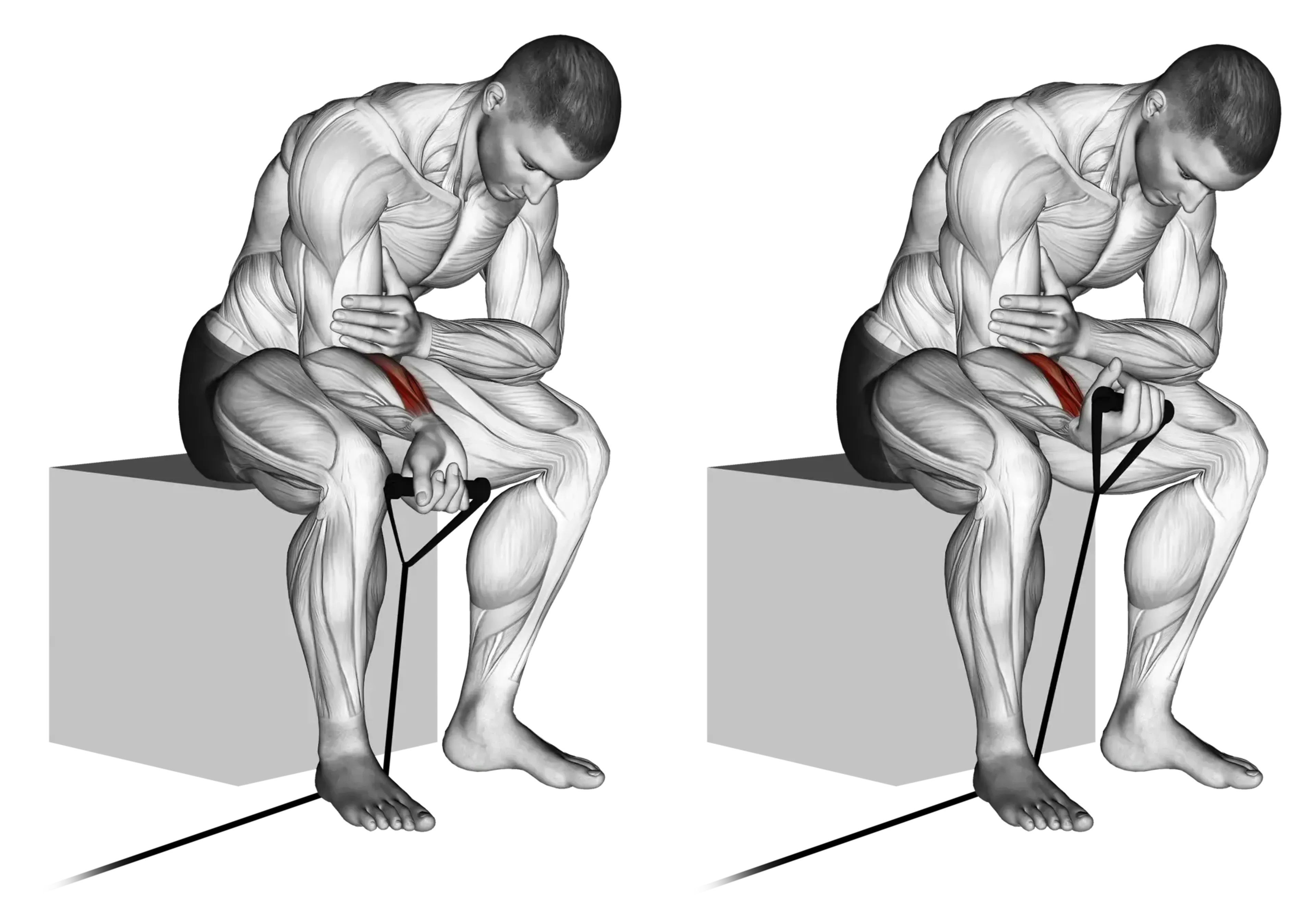 Band Palms-Up Wrist Curl