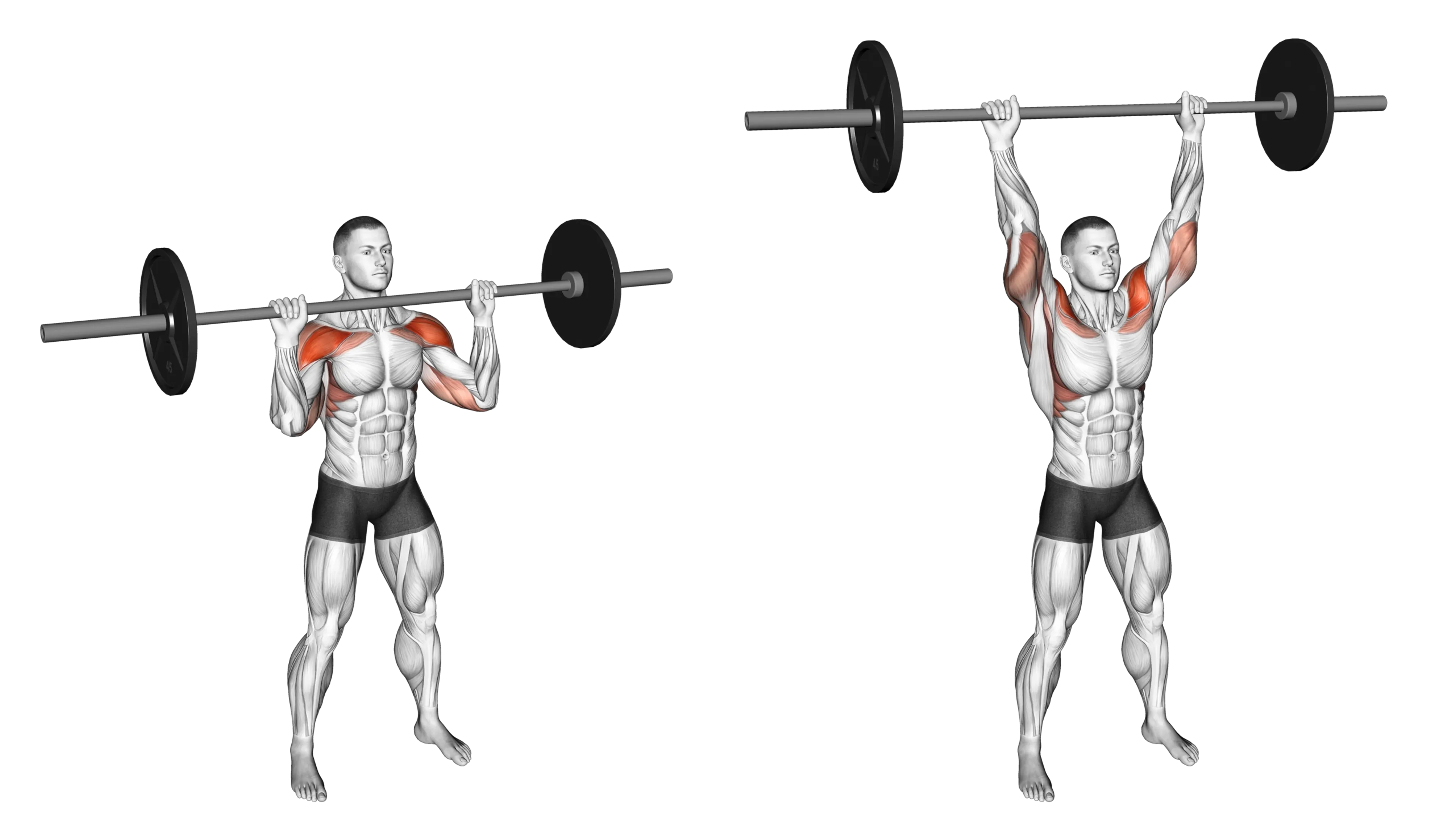 Barbell Overhead Press