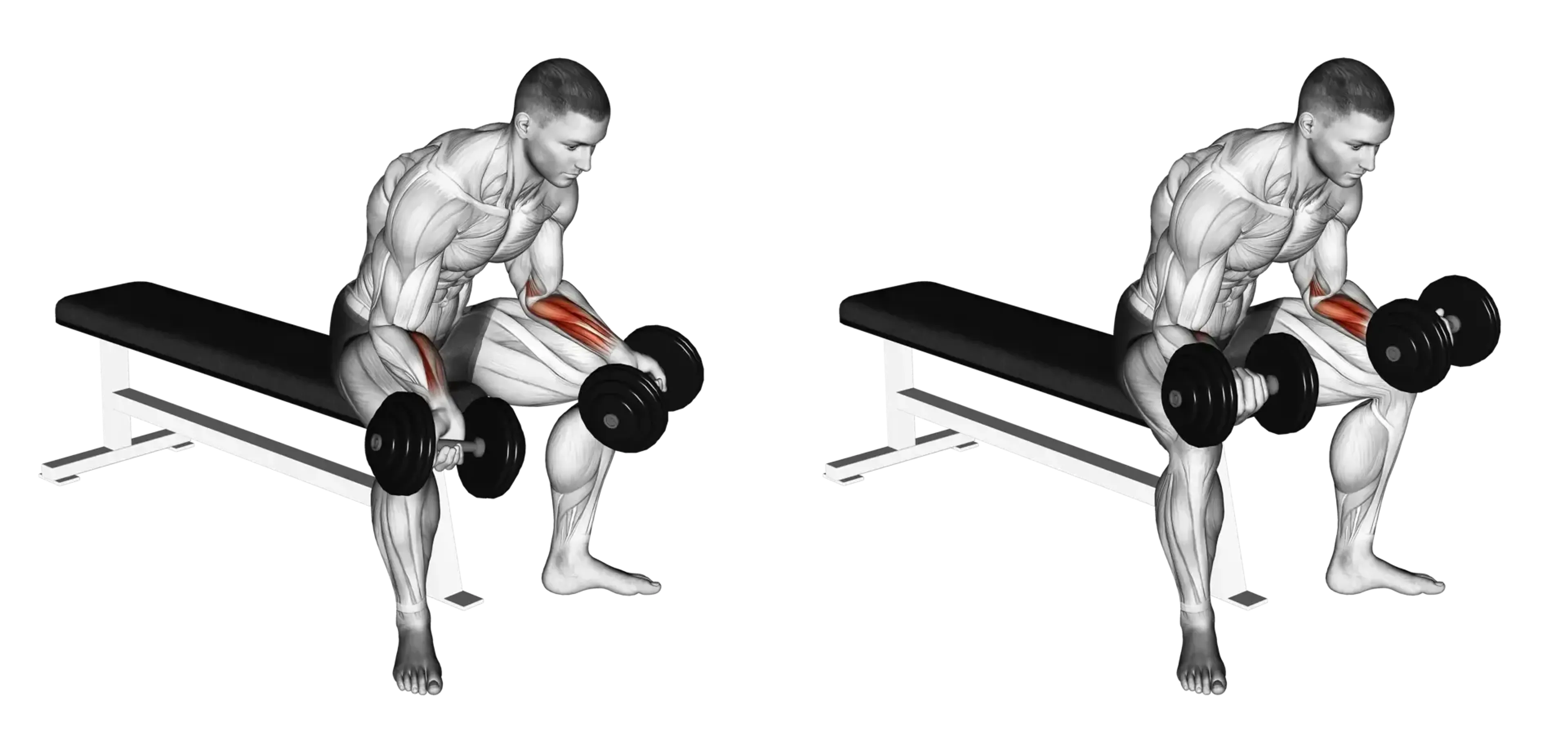 Dumbbell Palms-Up Wrist Curl