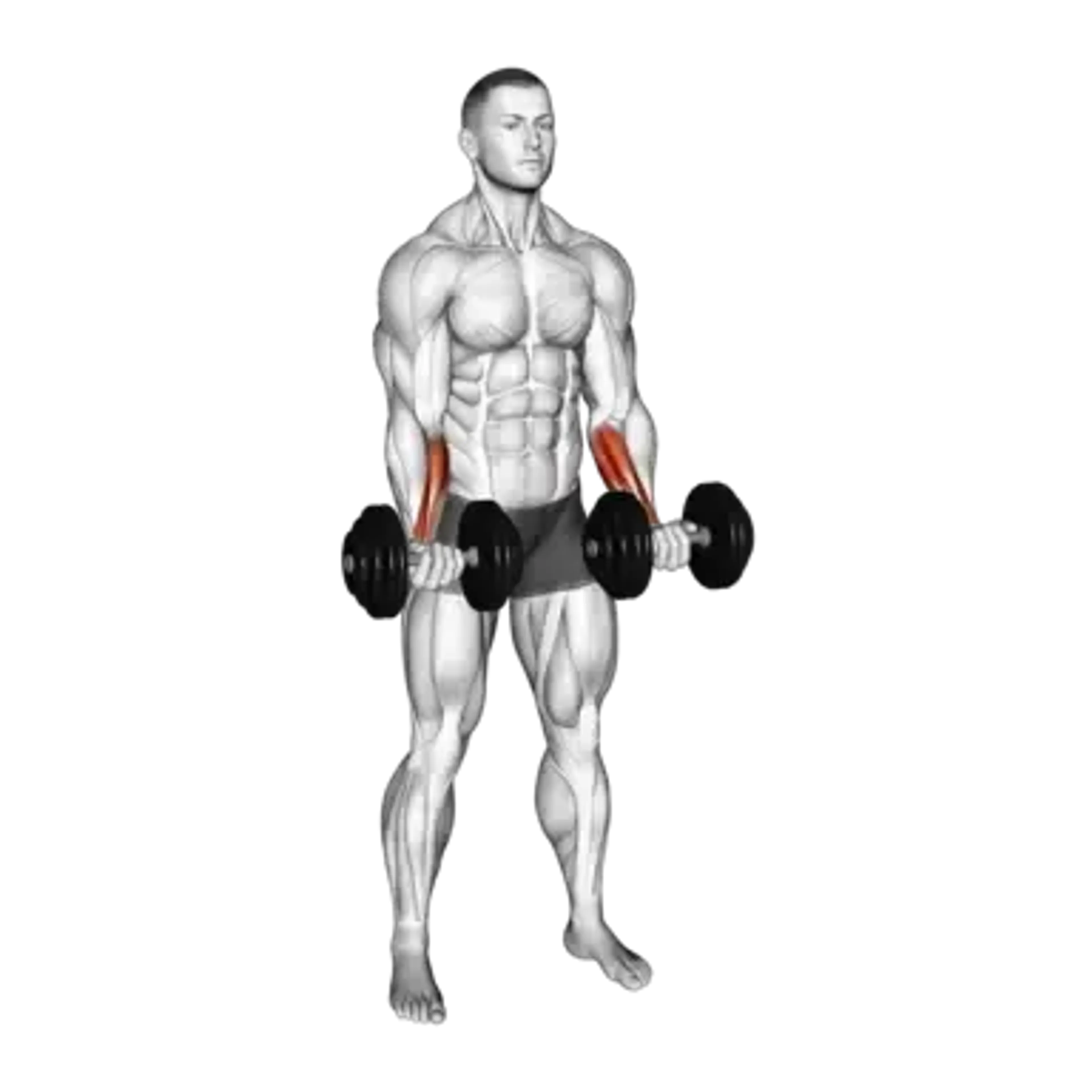 Dumbbell Standing Wrist Curl