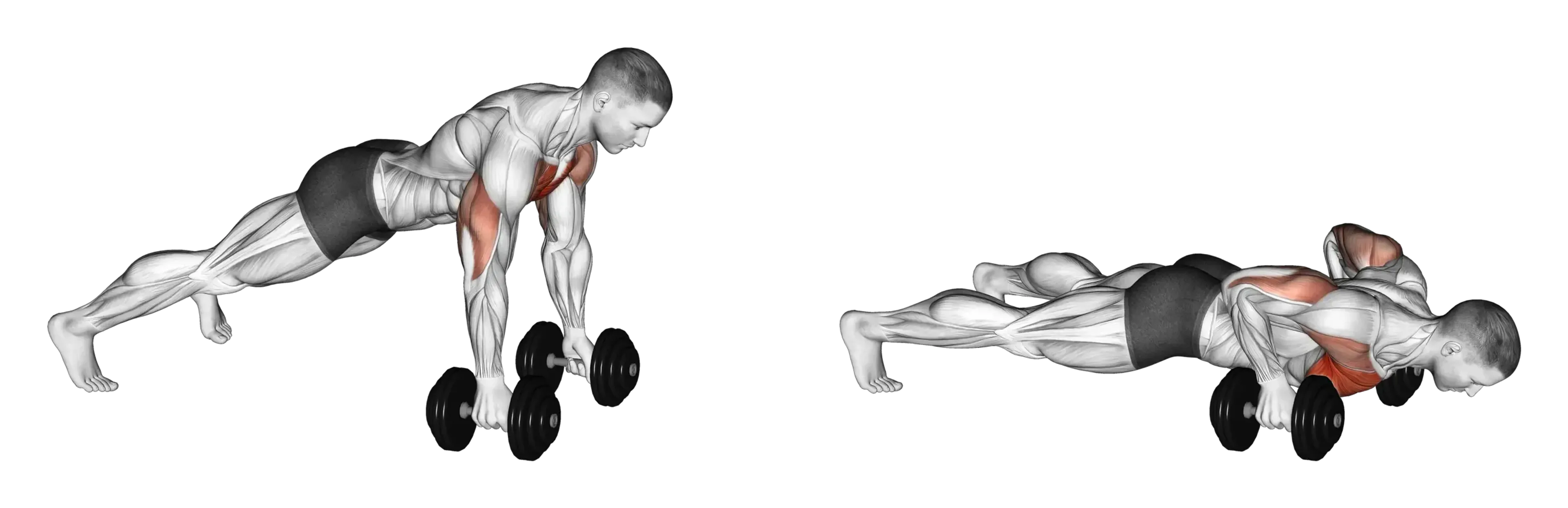 Dumbbell Push-Up