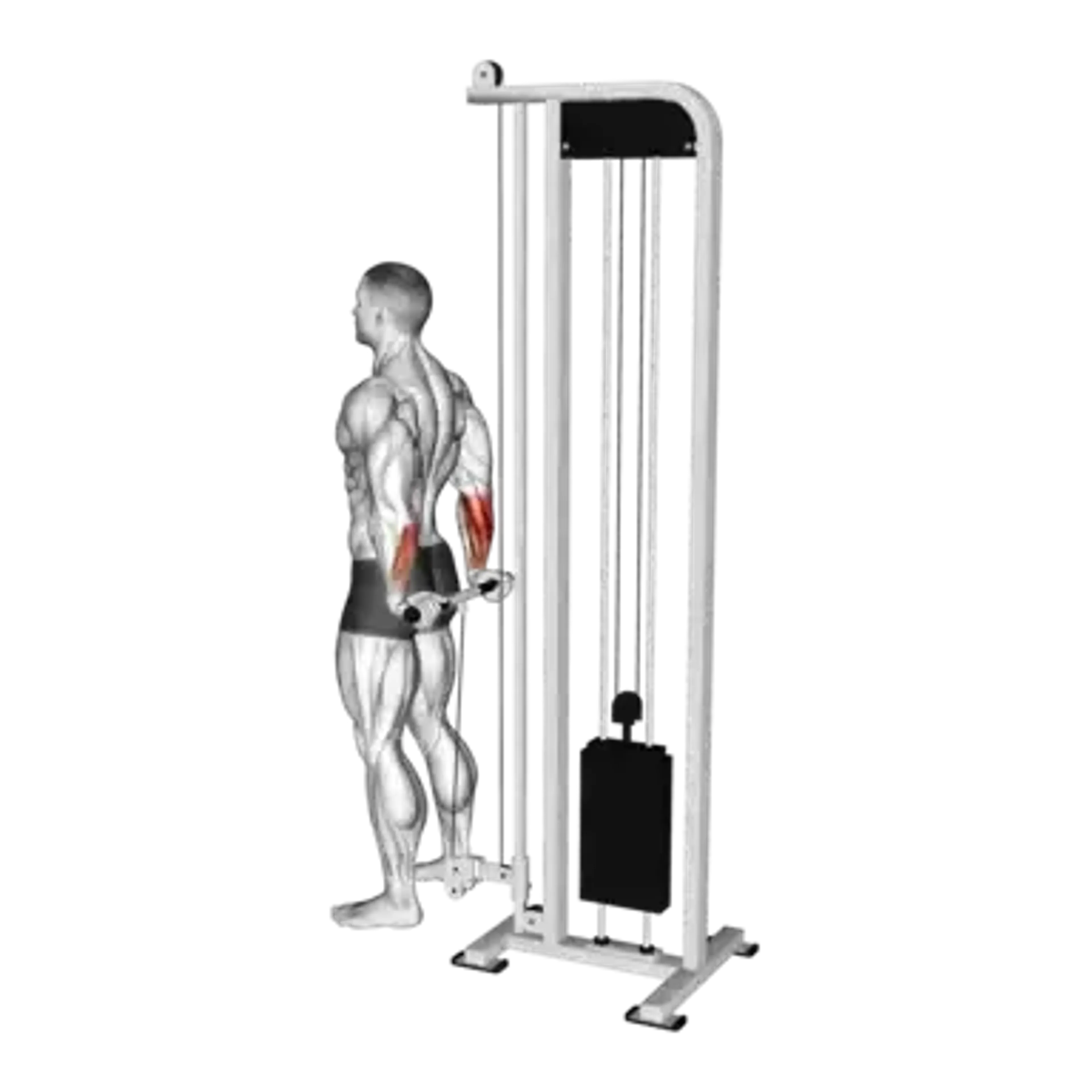 Behind the Back Cable Wrist Curls