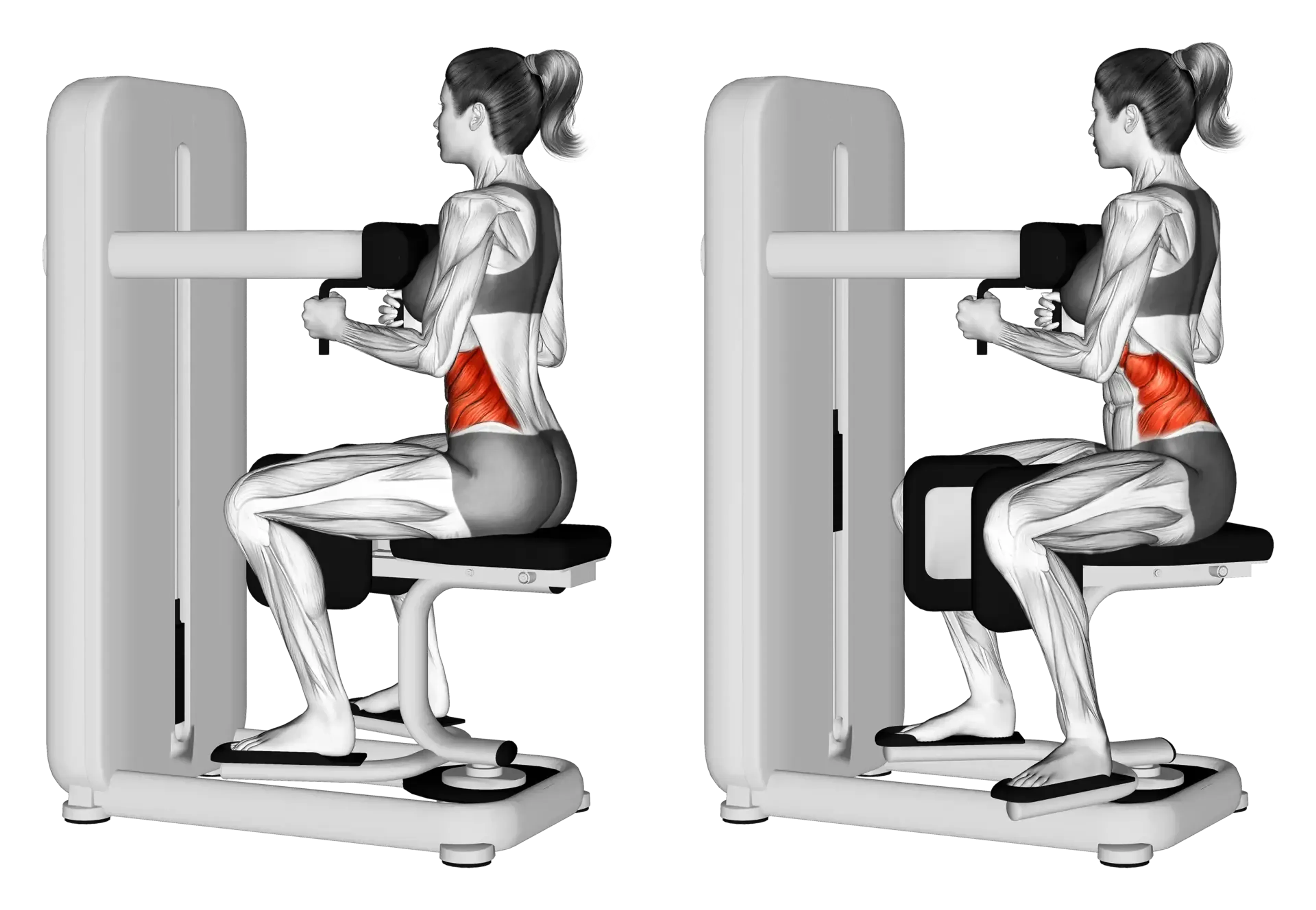 Machine Torso Rotation