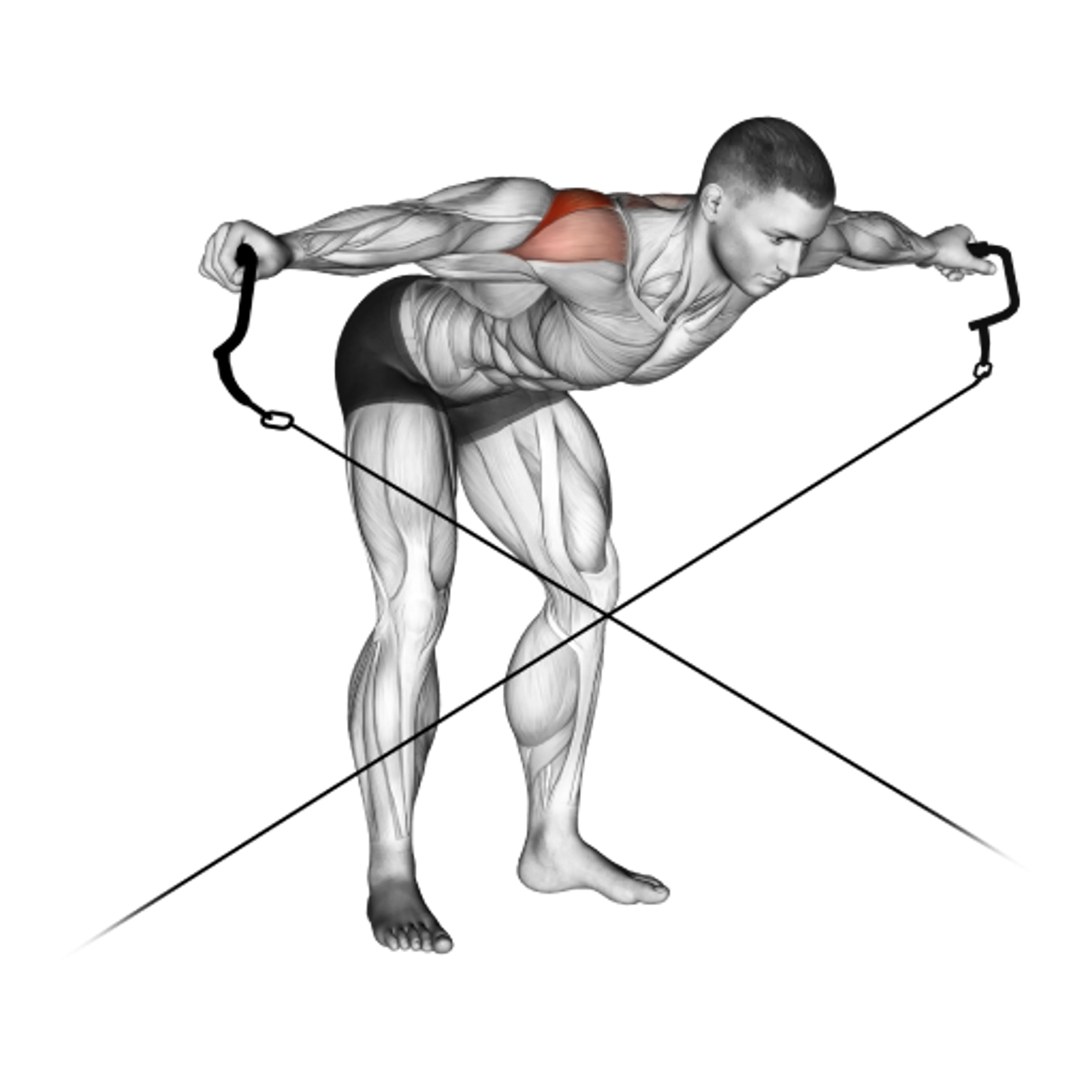 Cable Crossover Reverse Fly