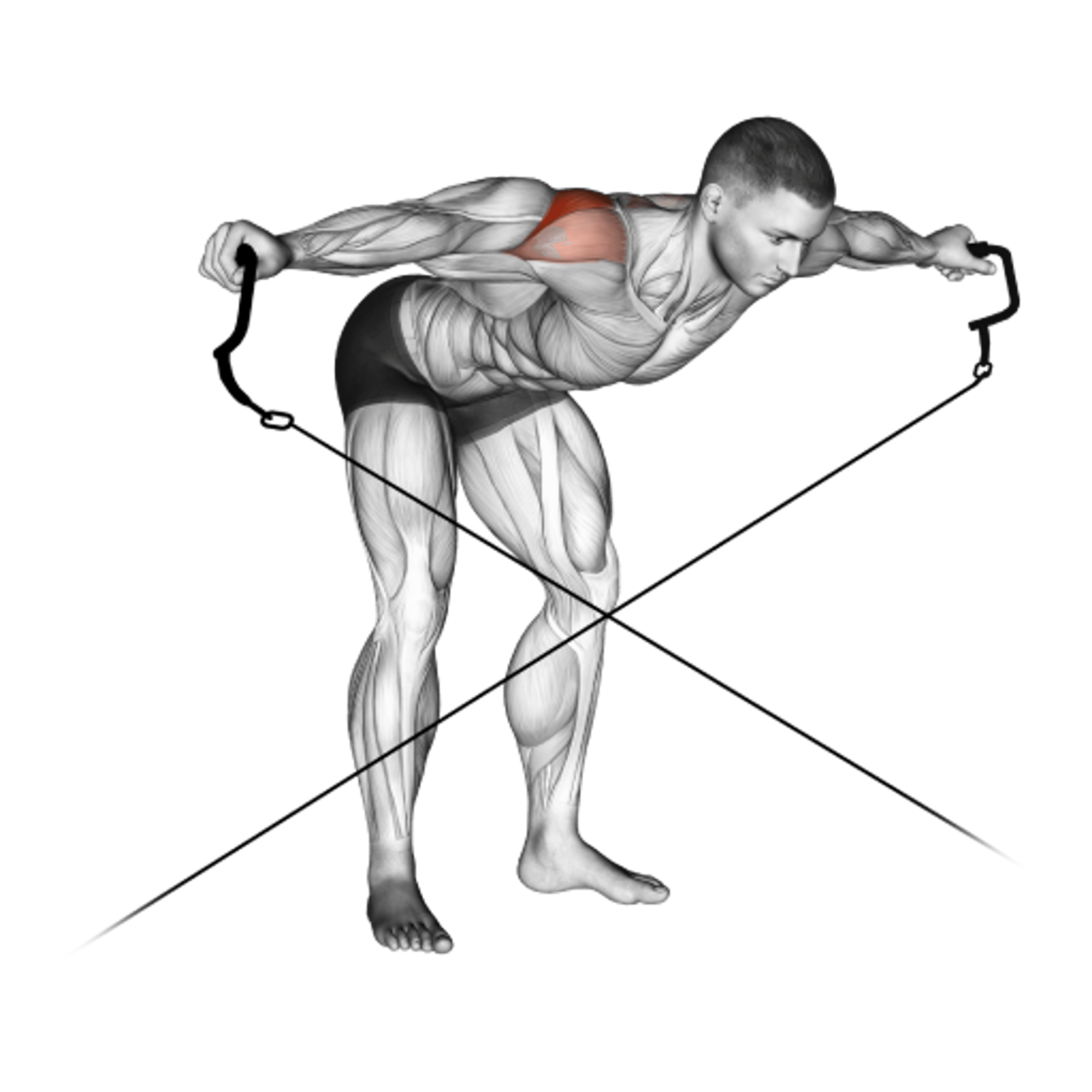 Cable Crossover Reverse Fly