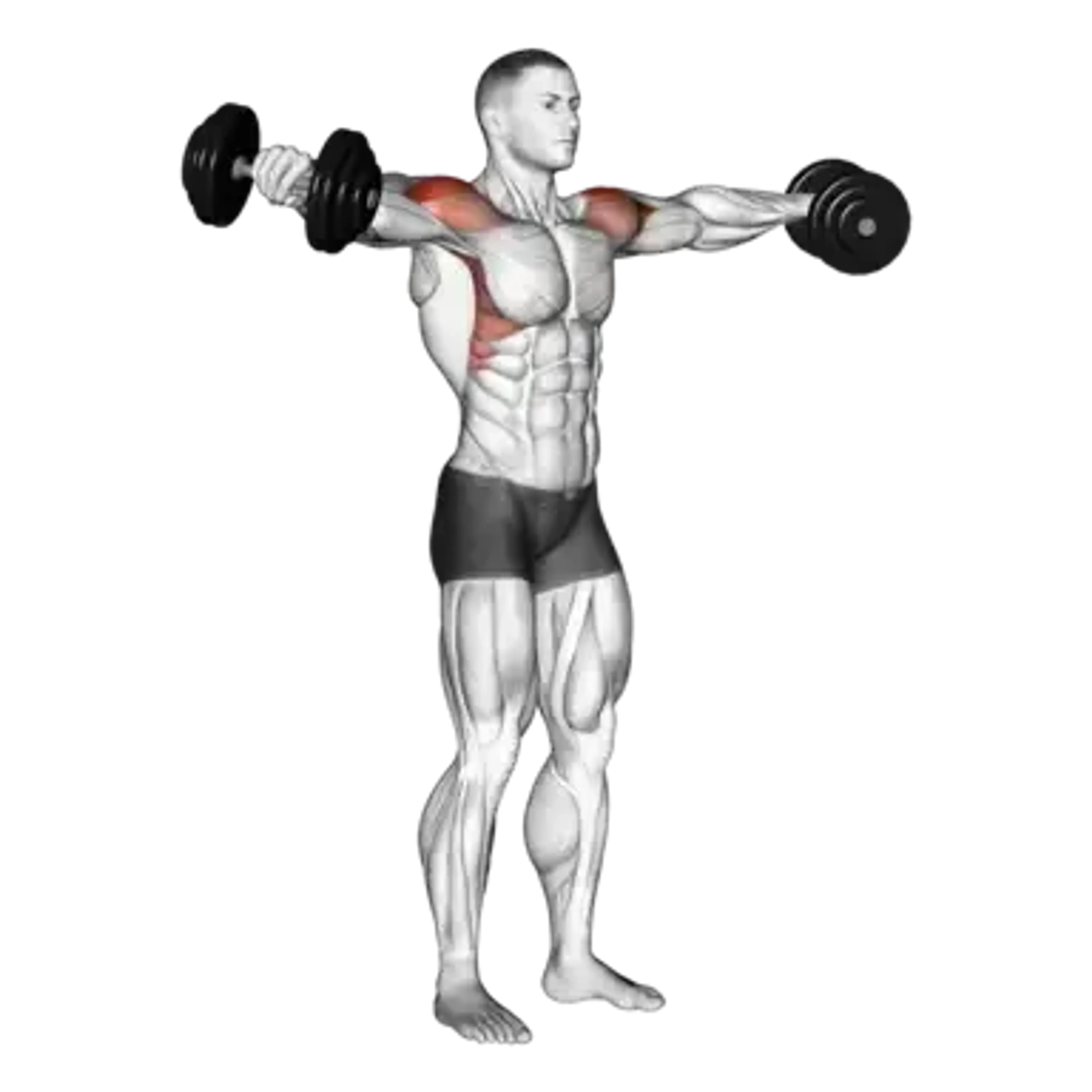 Dumbbell Lateral Raise