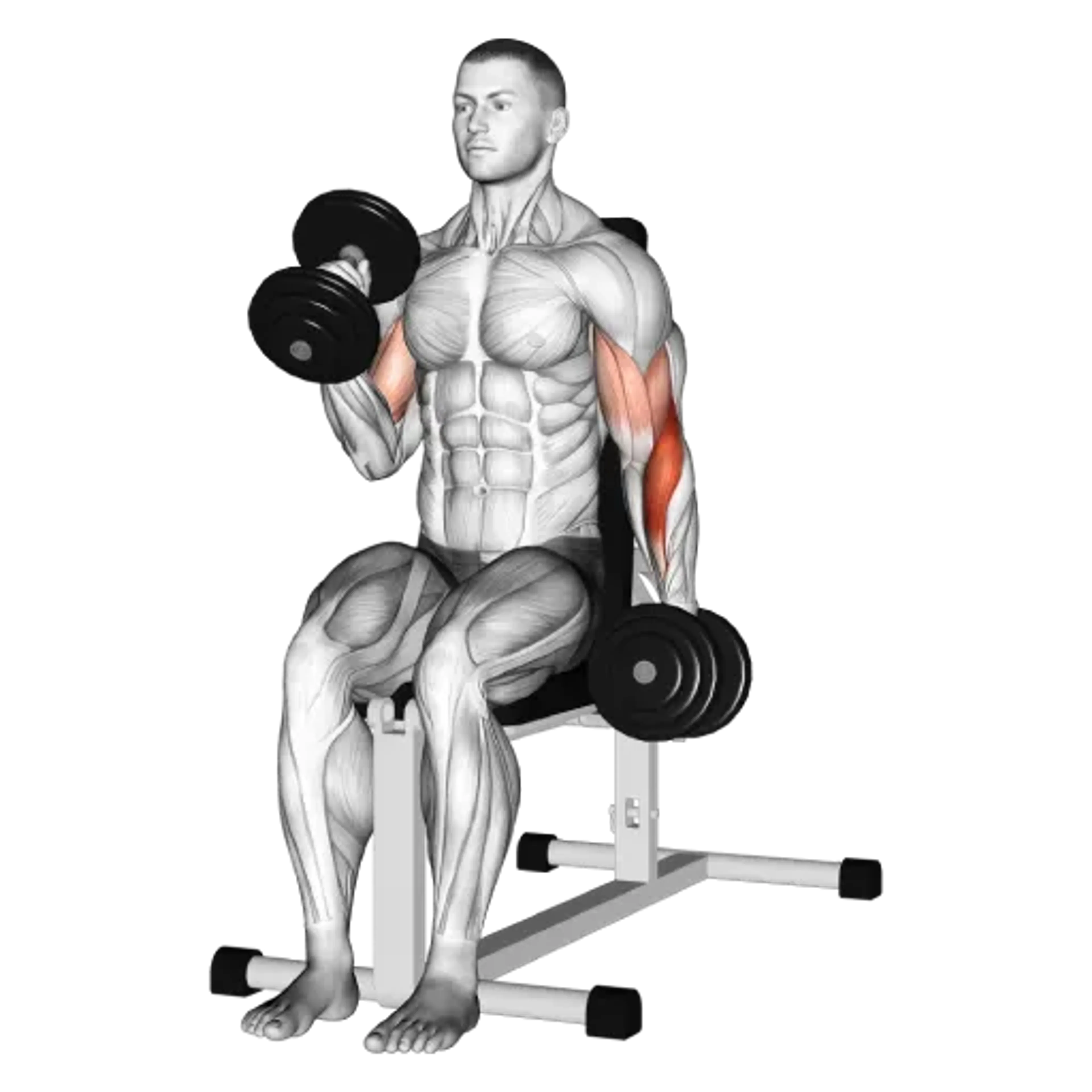 Alternating Dumbbell Seated Hammer Curl