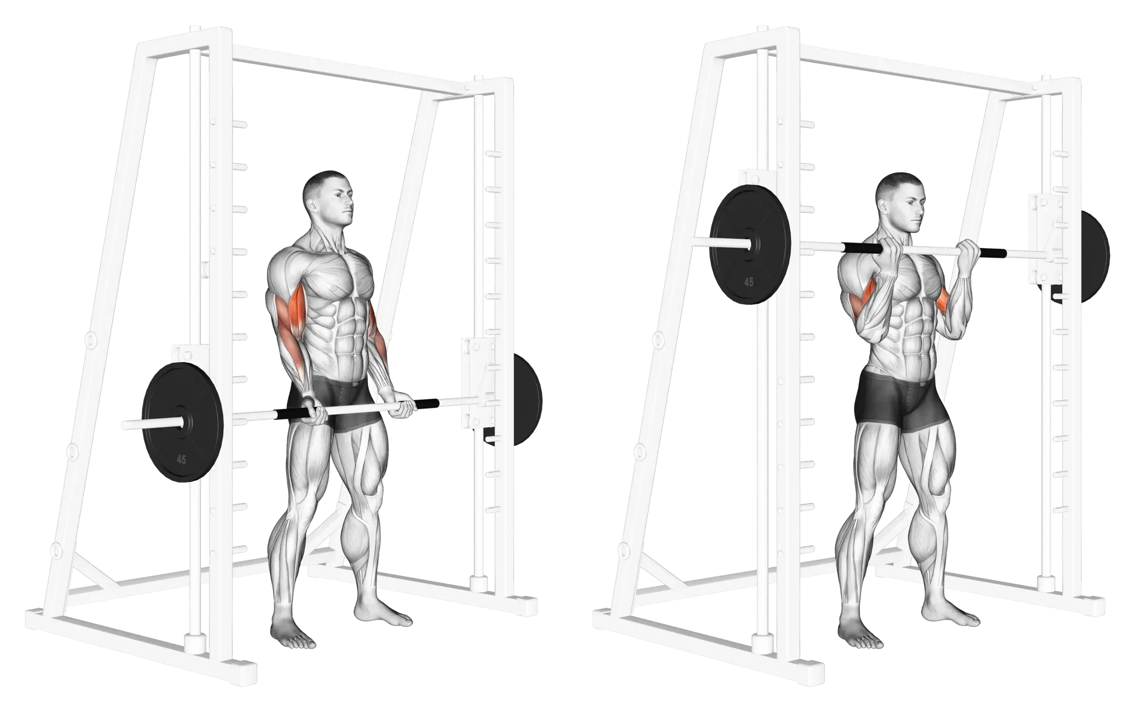 Smith Machine Curl