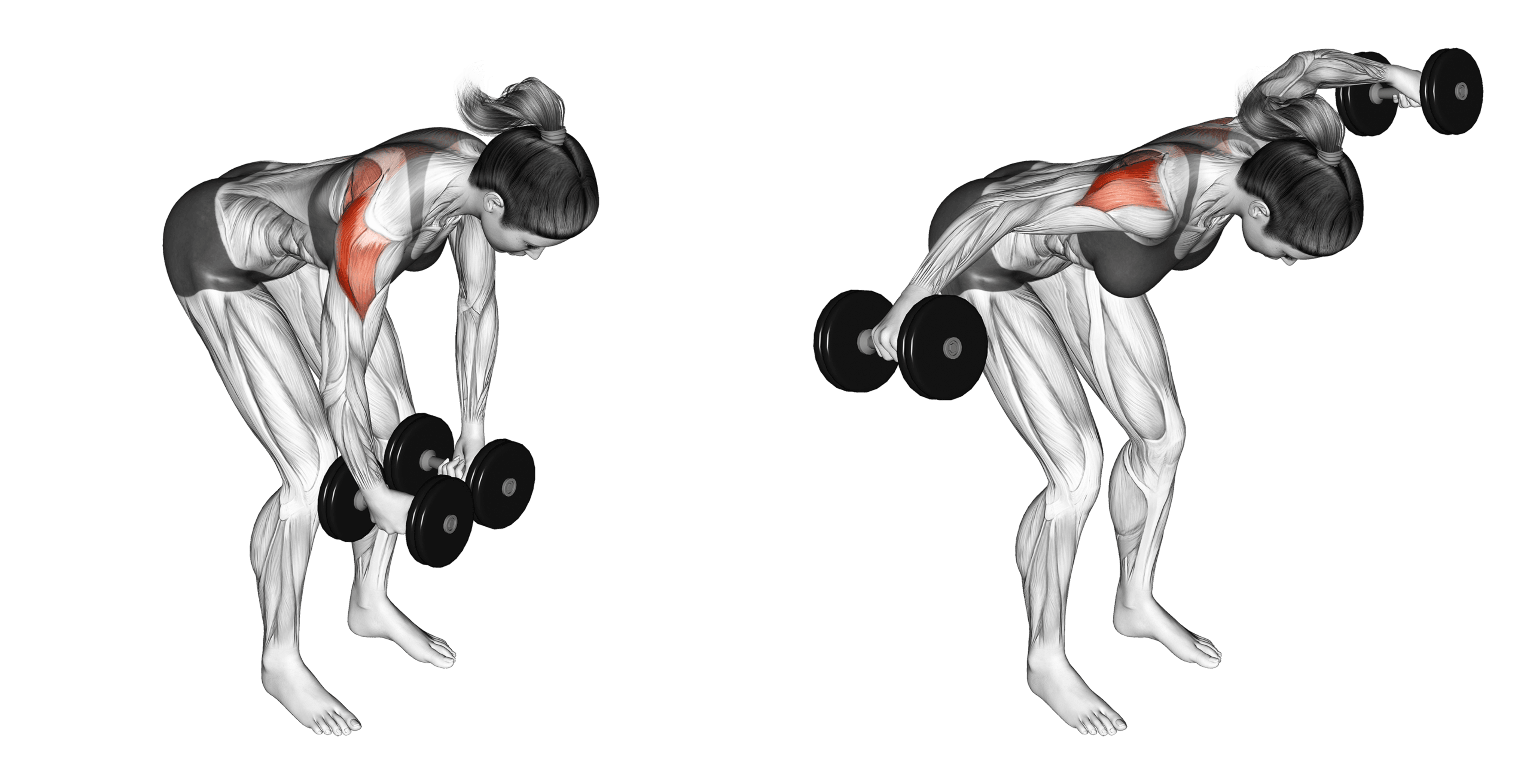 Dumbbell Rear Delt Fly