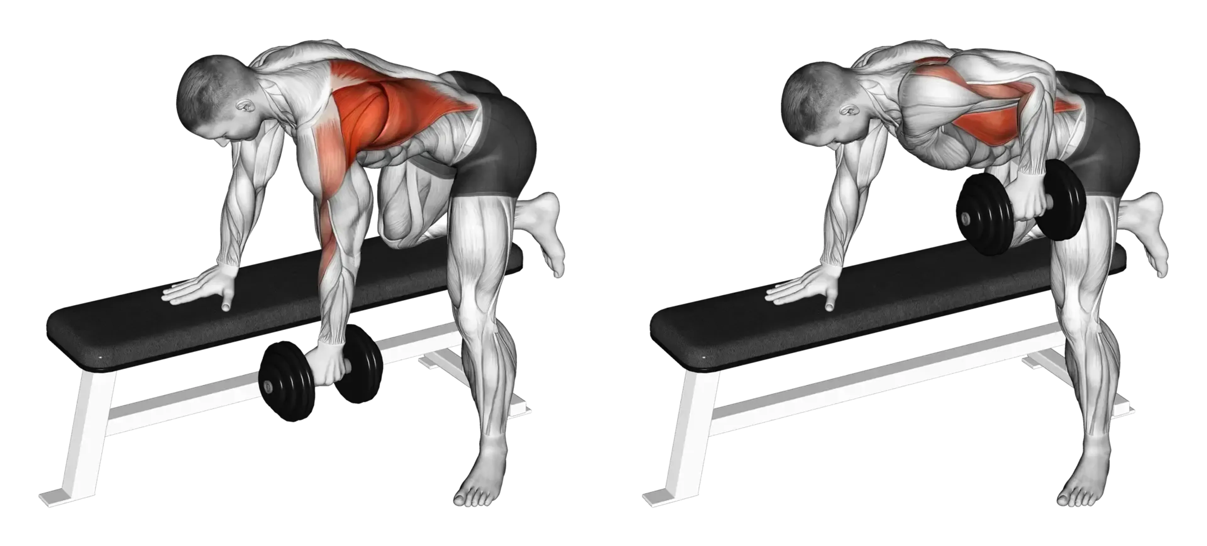 Dumbbell Single-Arm Bent-Over Row