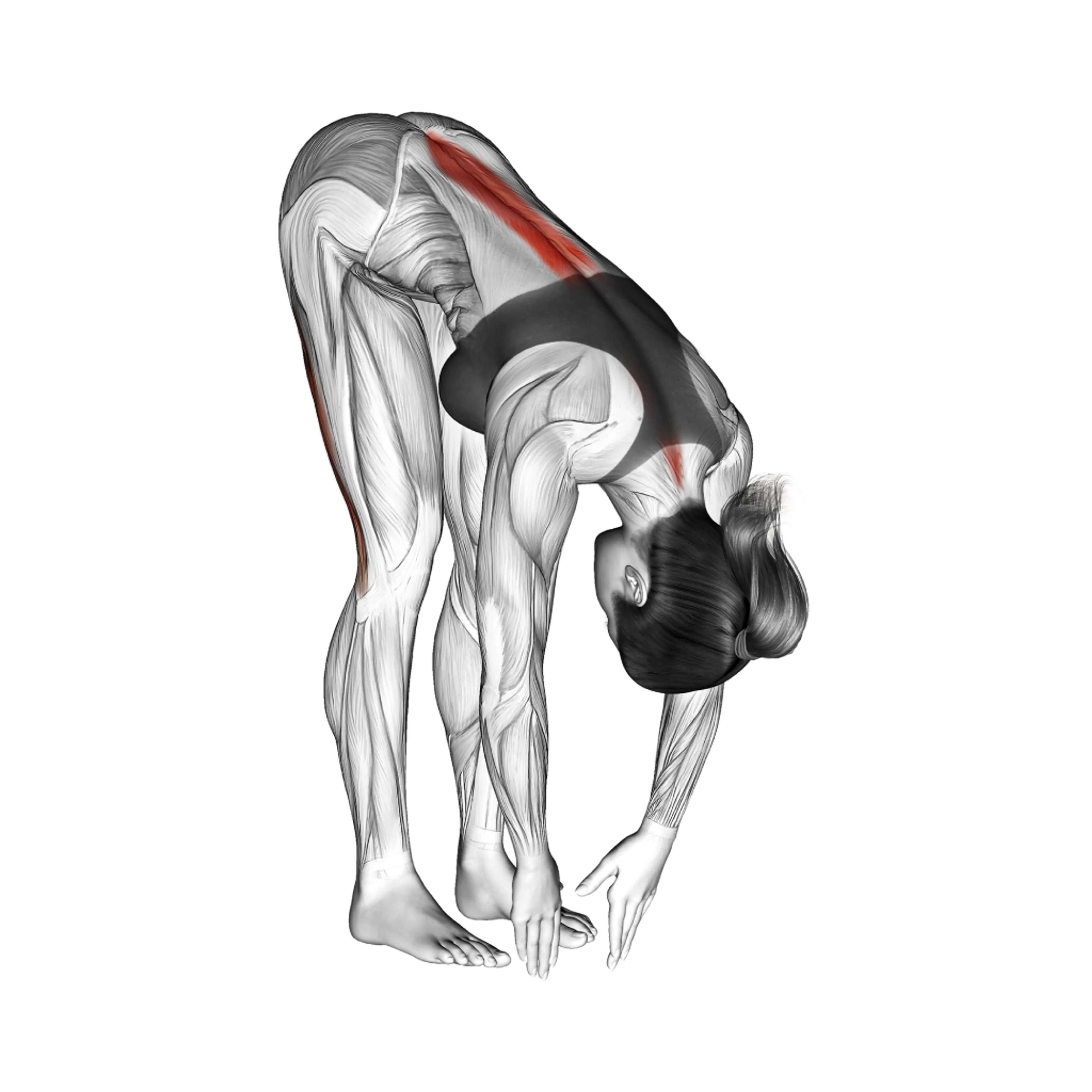 Standing Hamstring Stretch