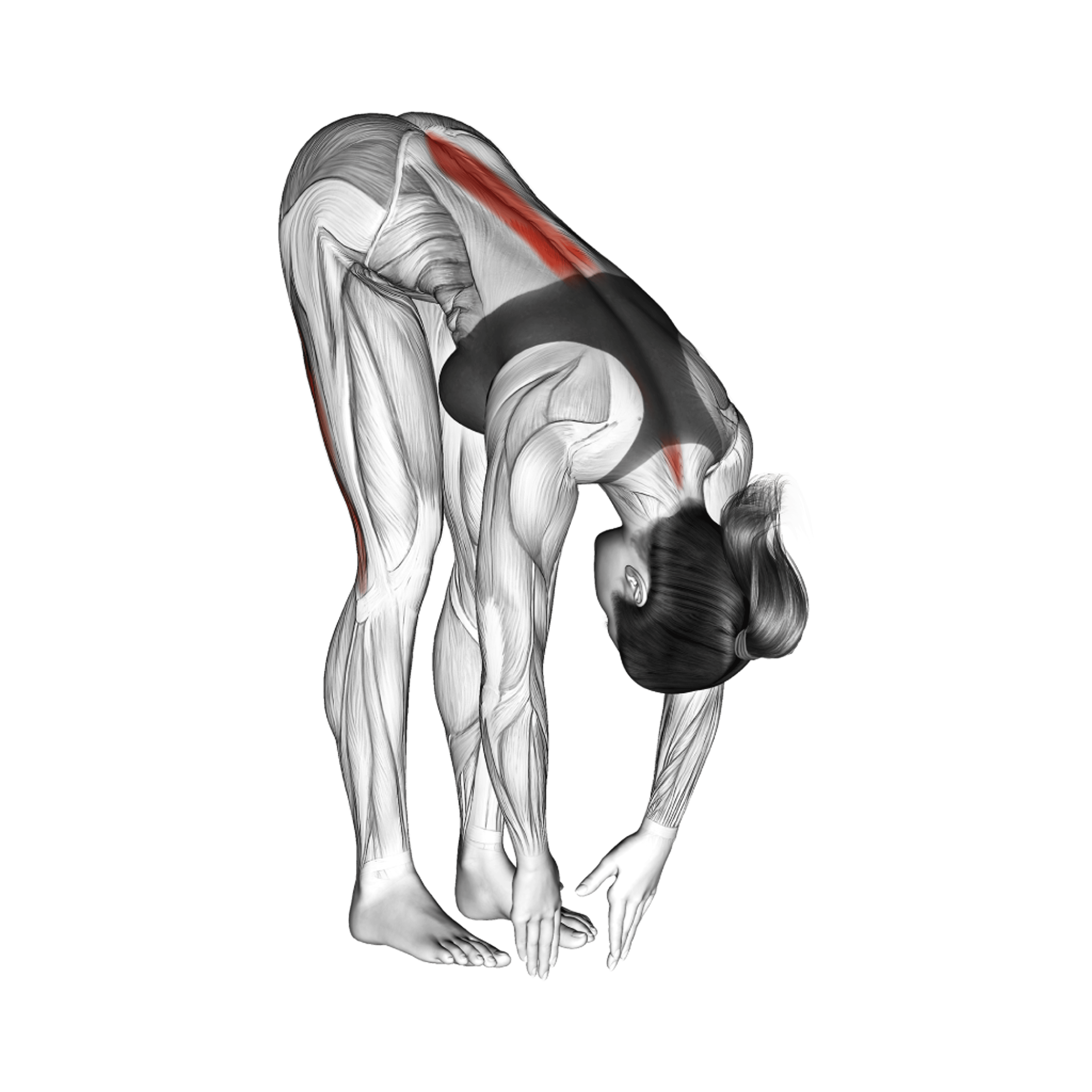 Standing Hamstring Stretch