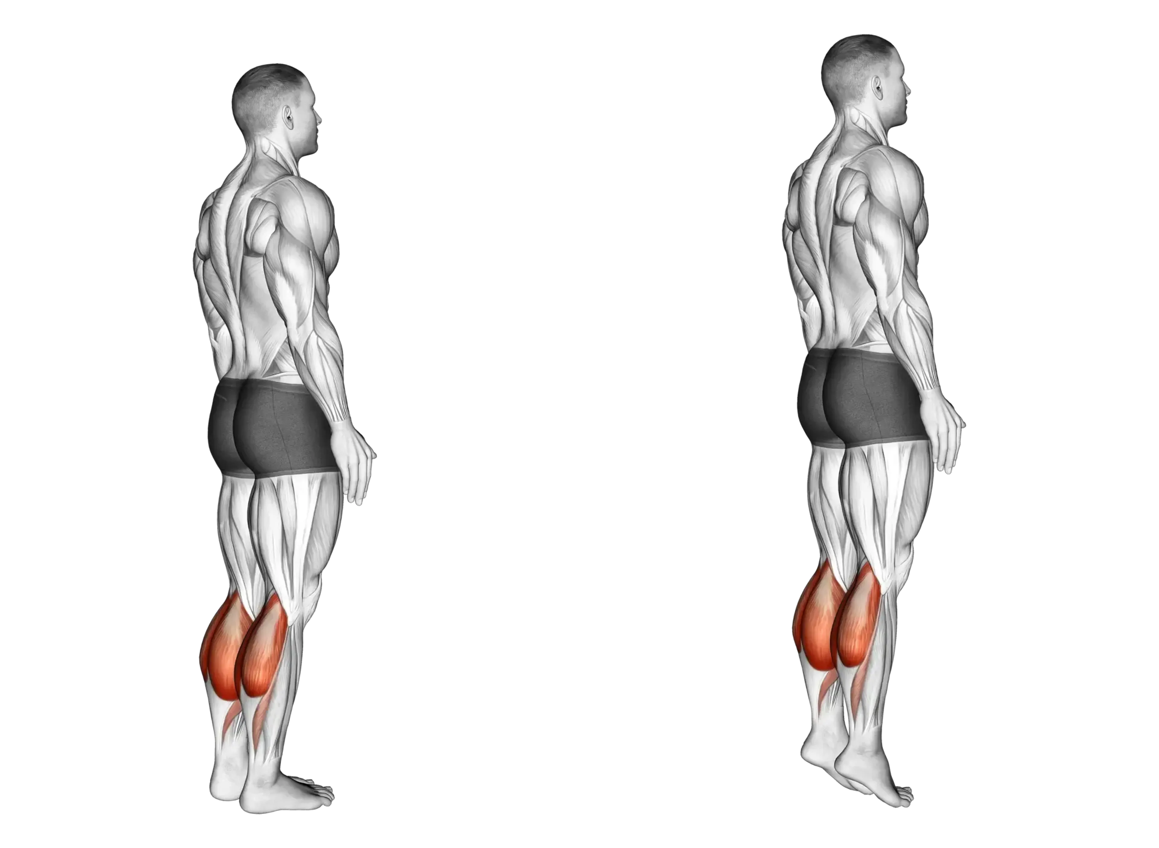 Bodyweight Calf Raise