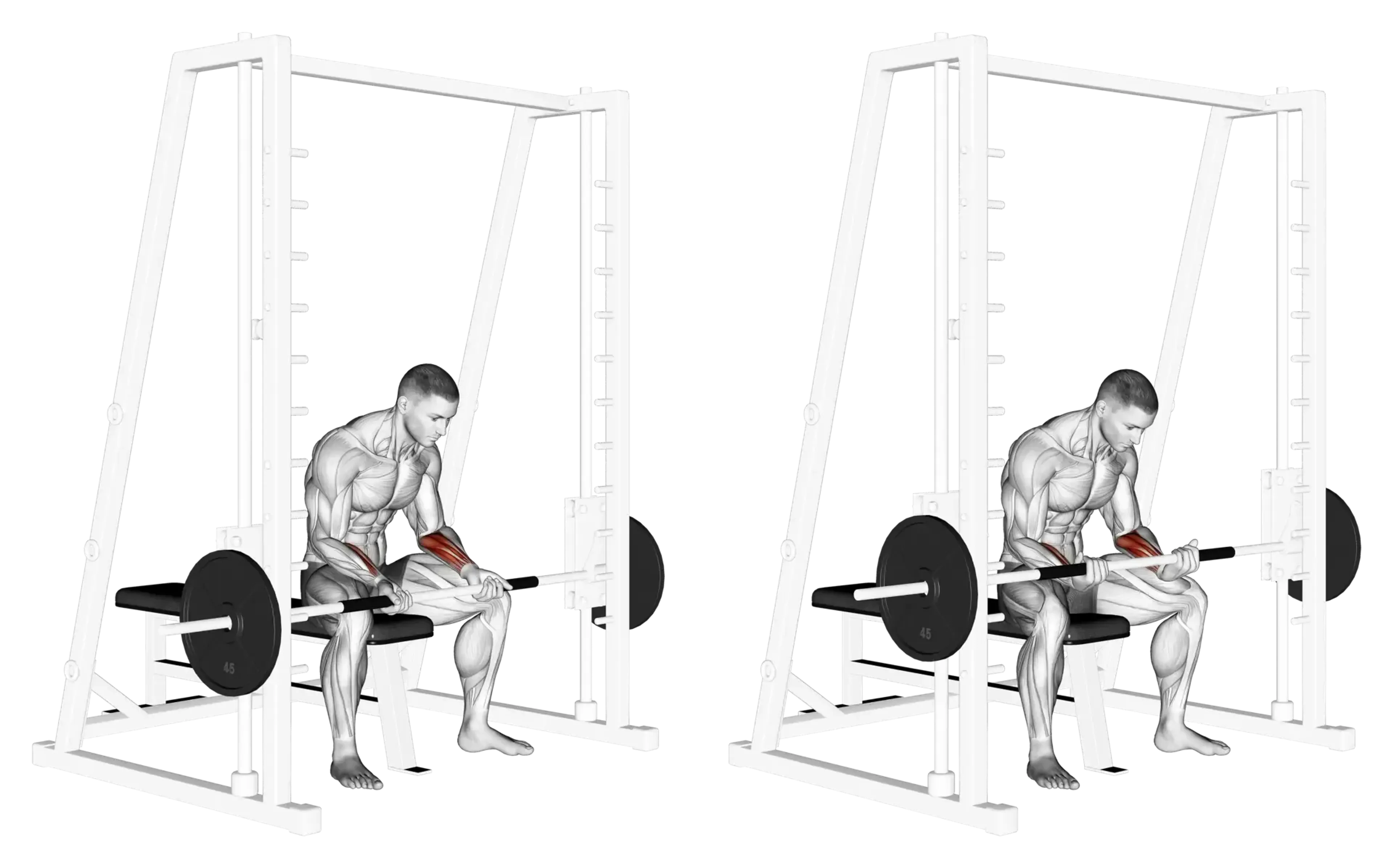 Smith Machine Wrist Curl