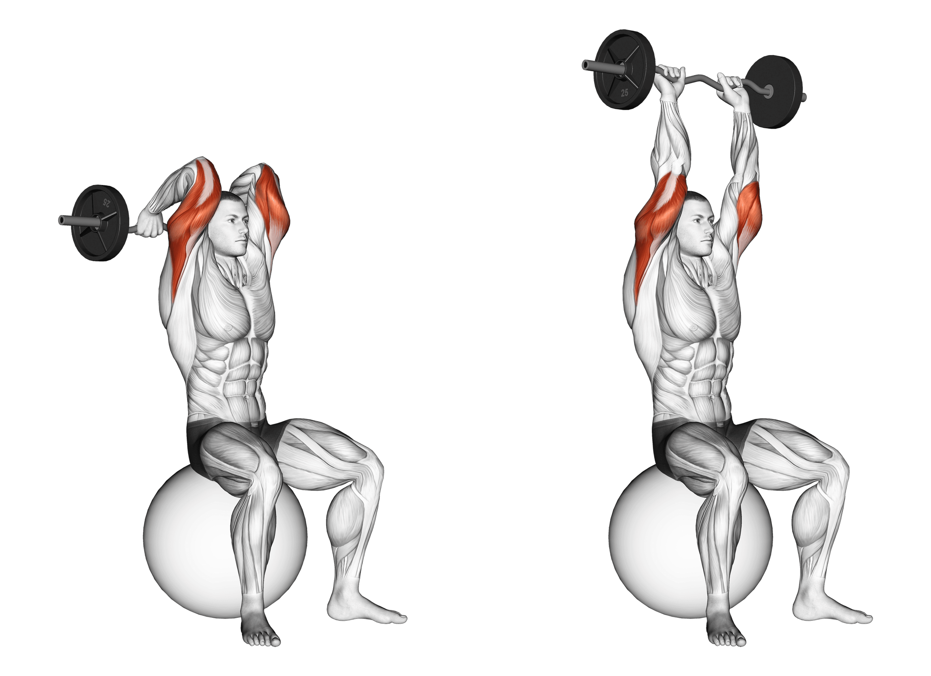 EZ Bar Exercise Ball French Press