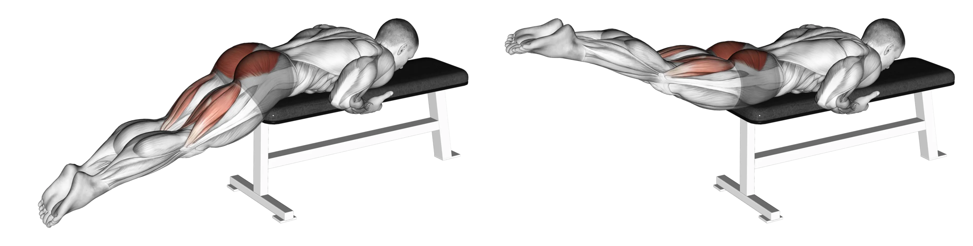 Reverse Hyperextension