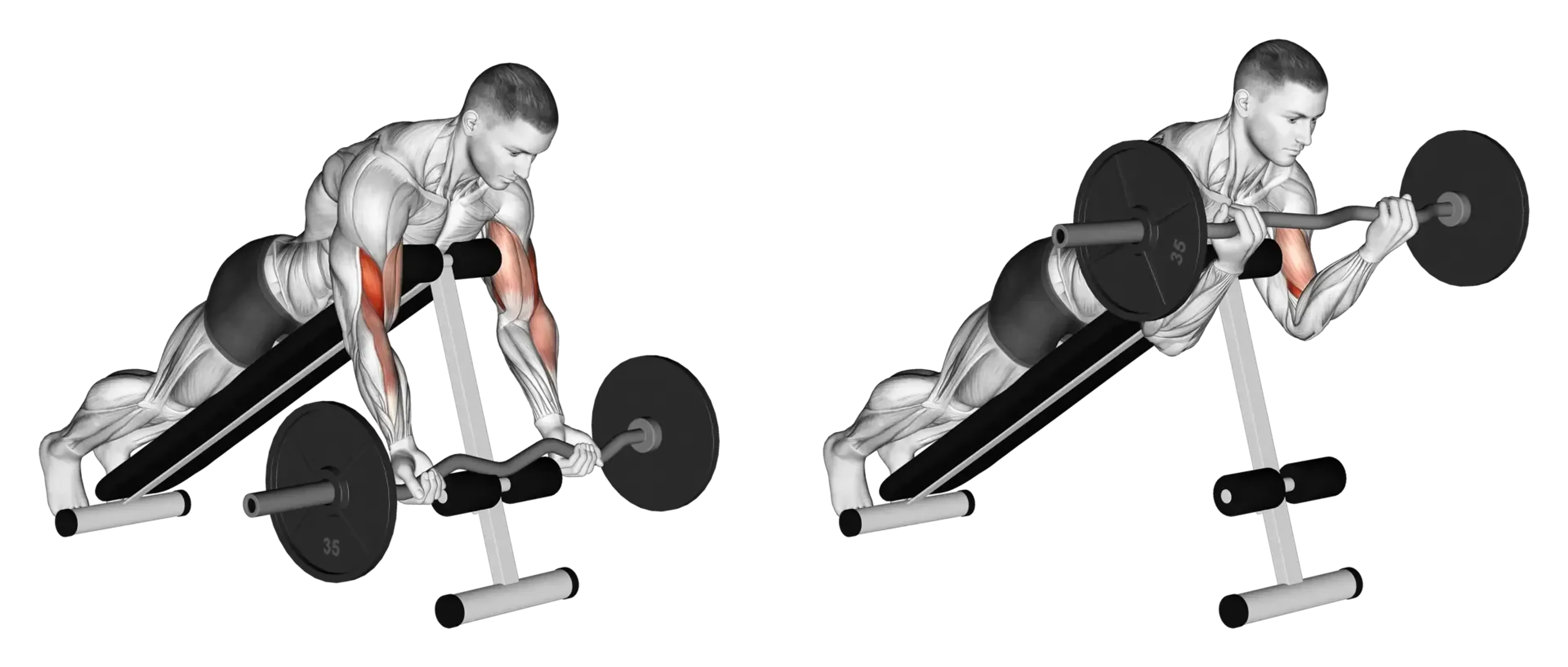 EZ Bar Spider Curl