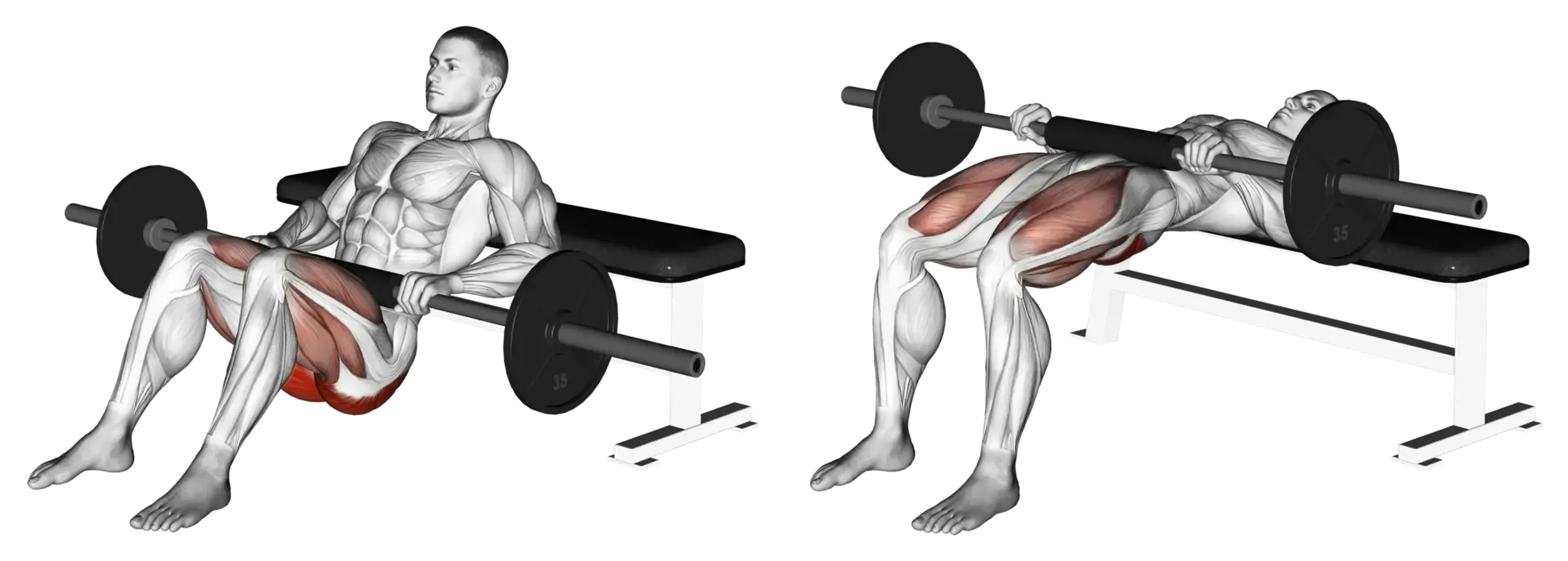 Barbell Hip Thrust