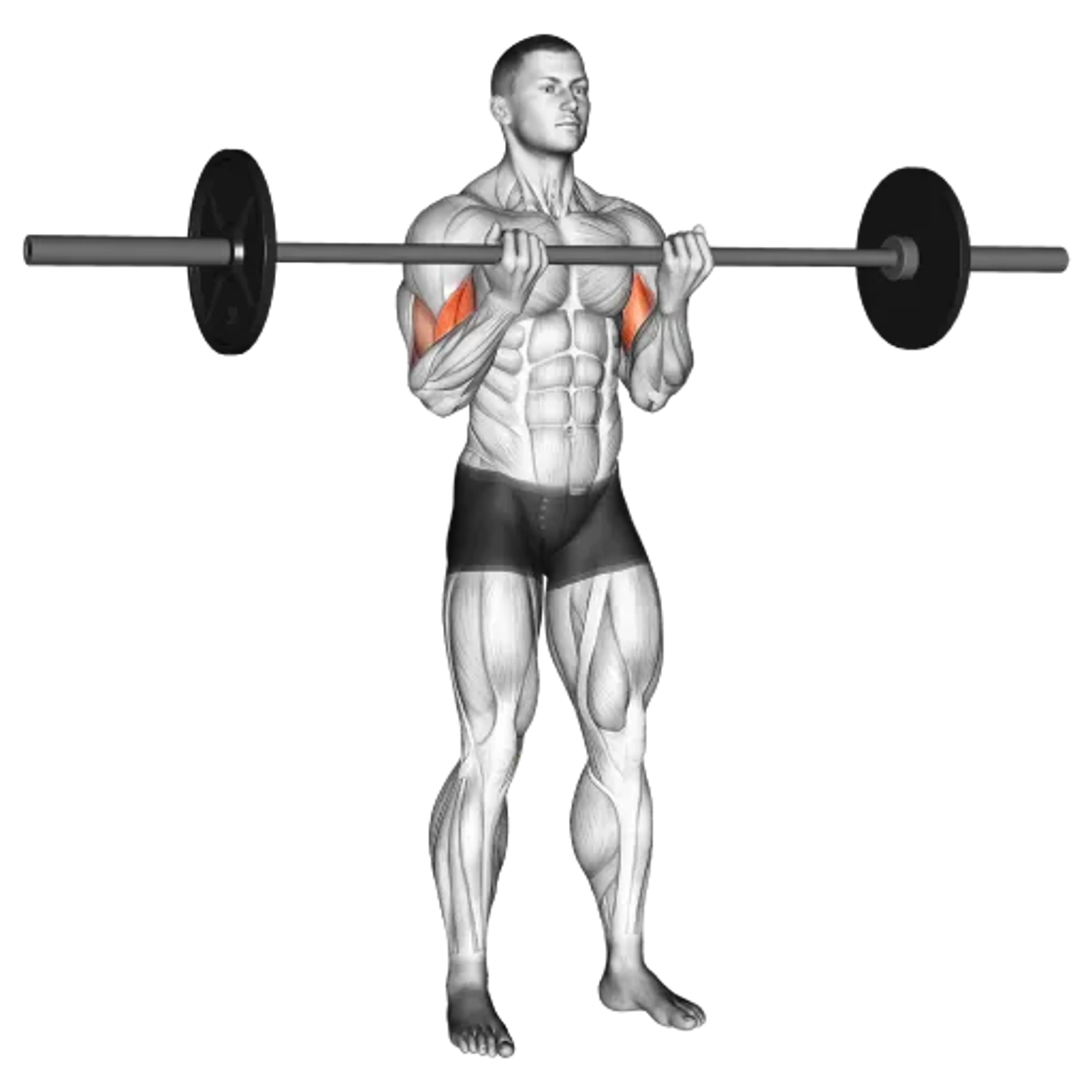 Barbell Curl (Close Grip)