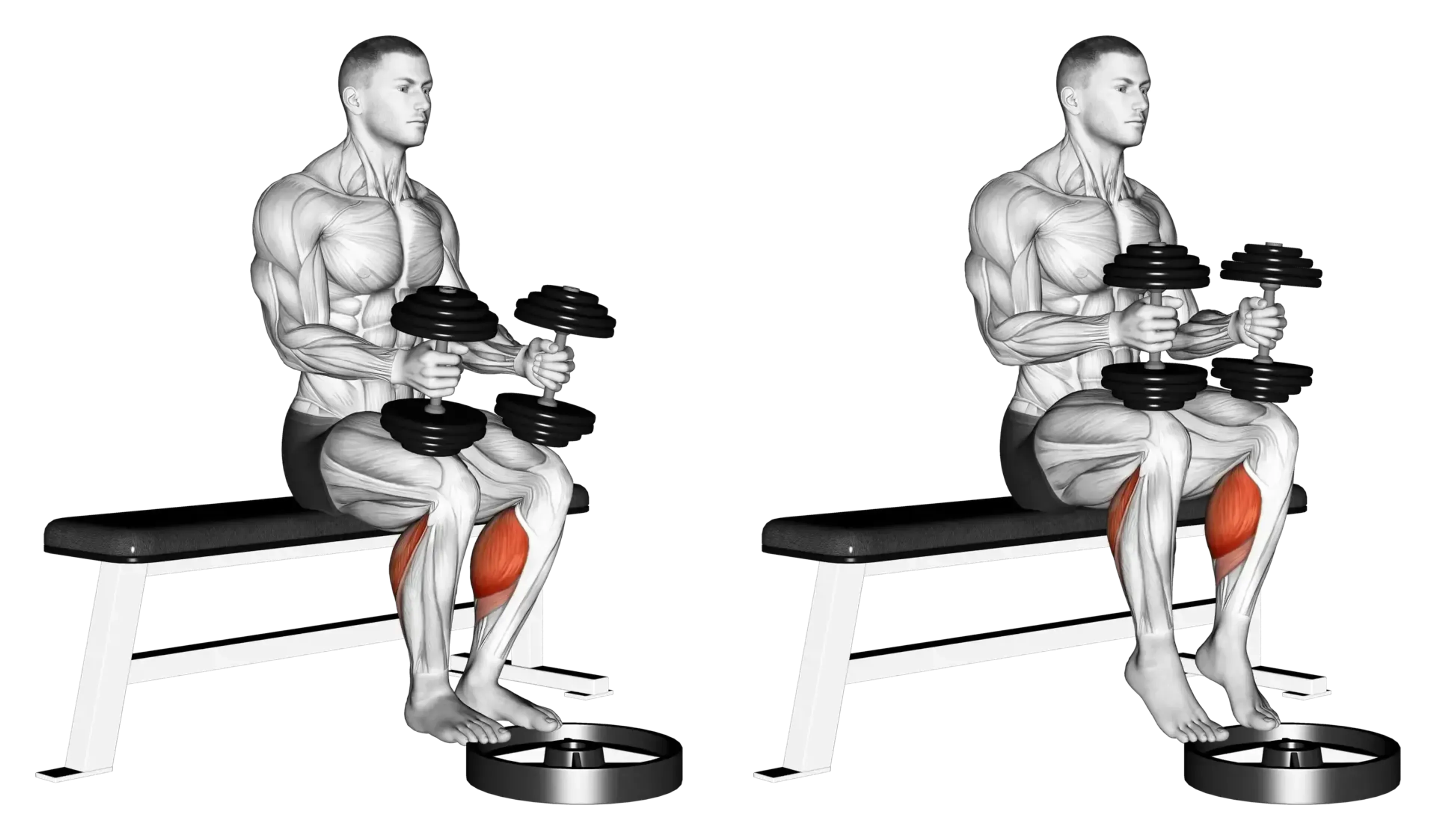Dumbbell Seated Calf Raise