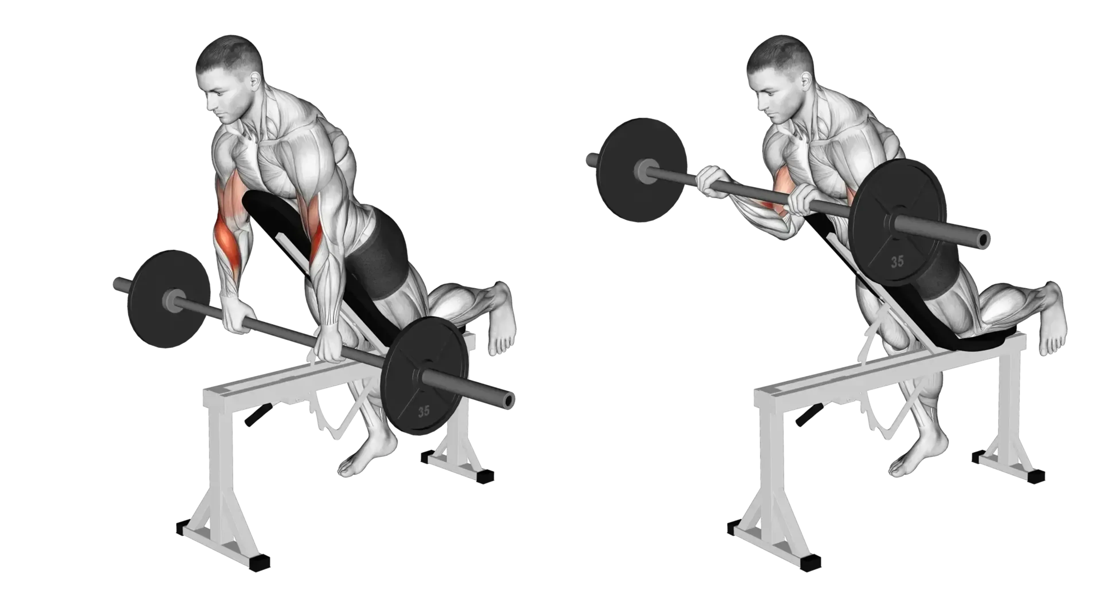 Barbell Spider Curl (Reverse Grip)