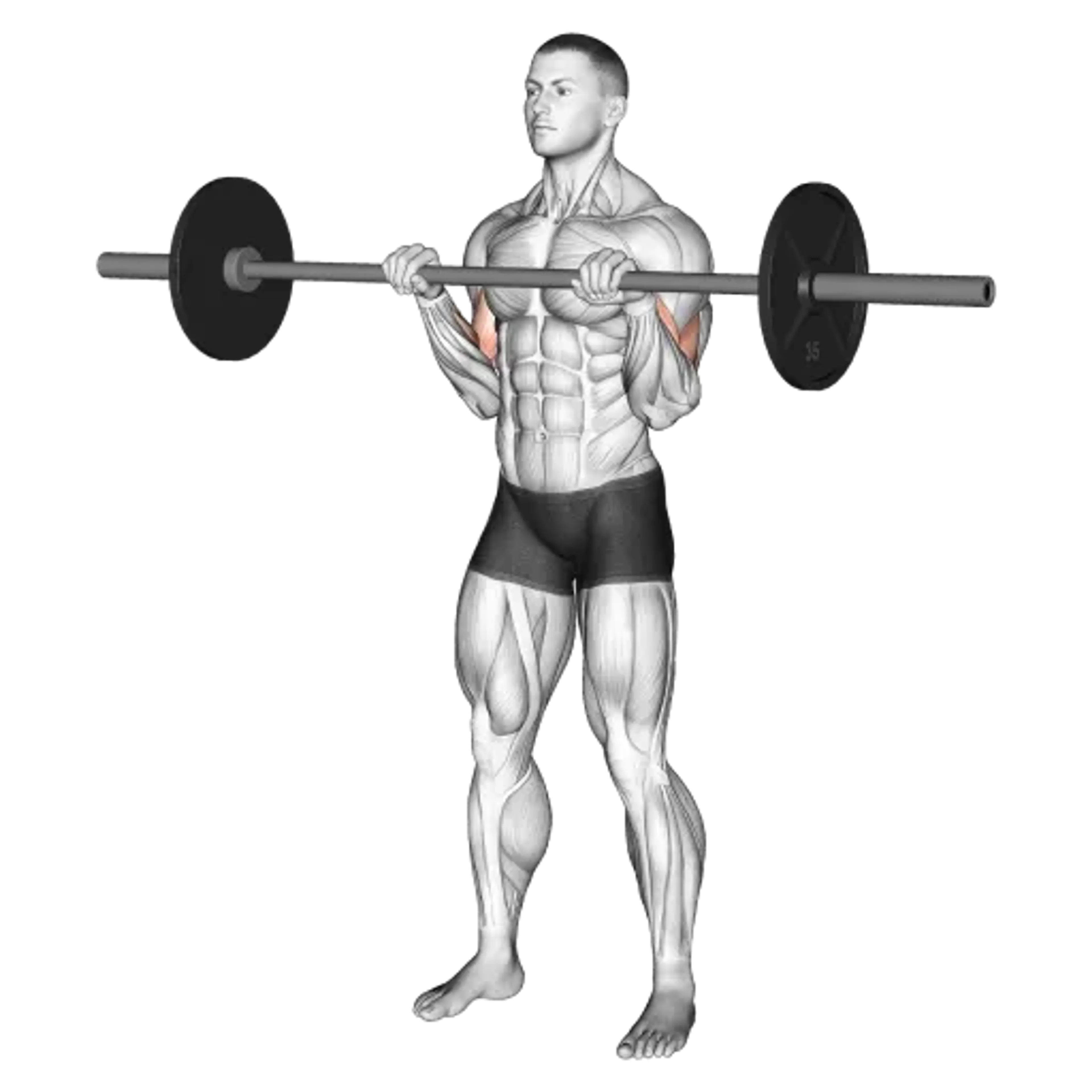 Barbell Curl (Reverse Grip)