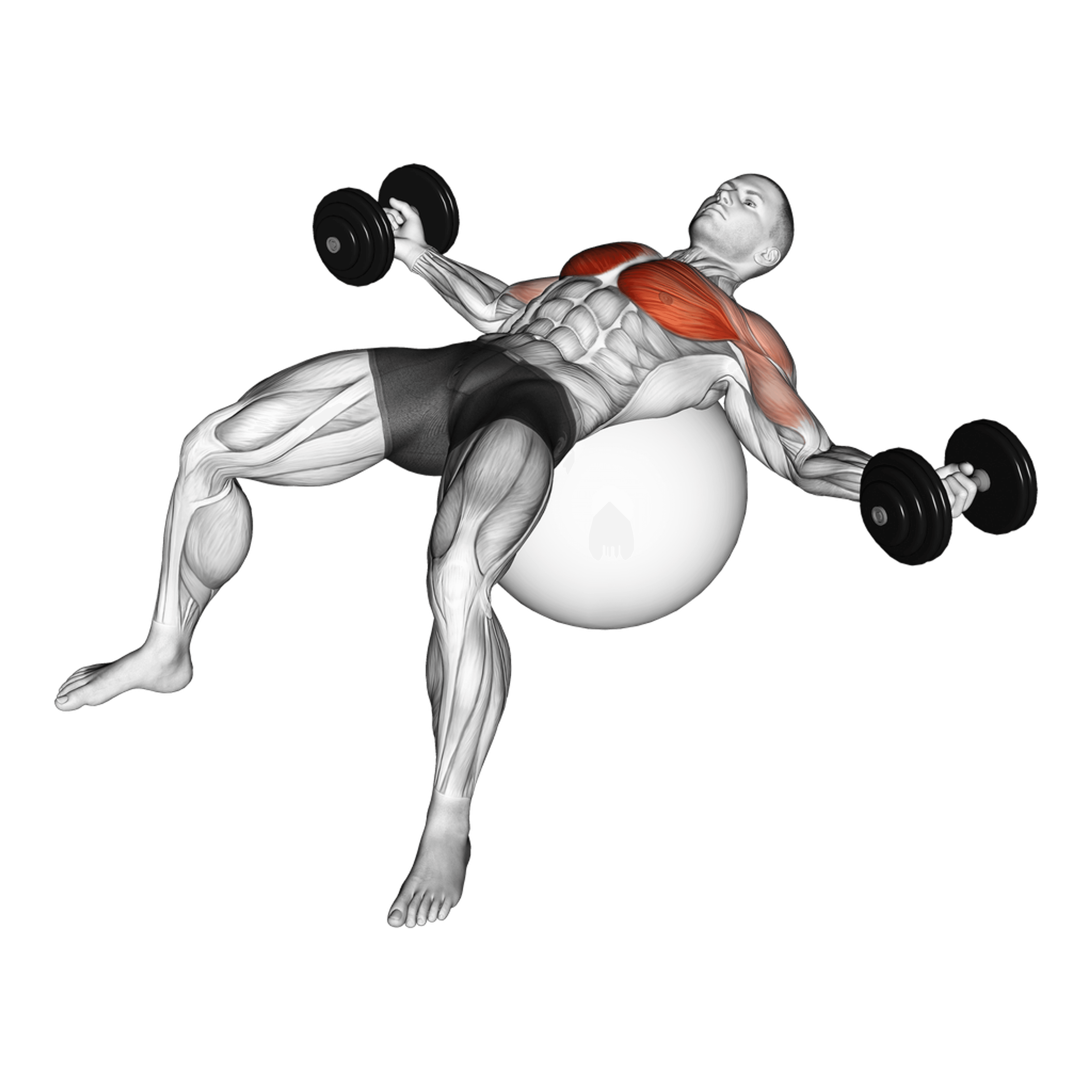 Dumbbell Exercise Ball Fly