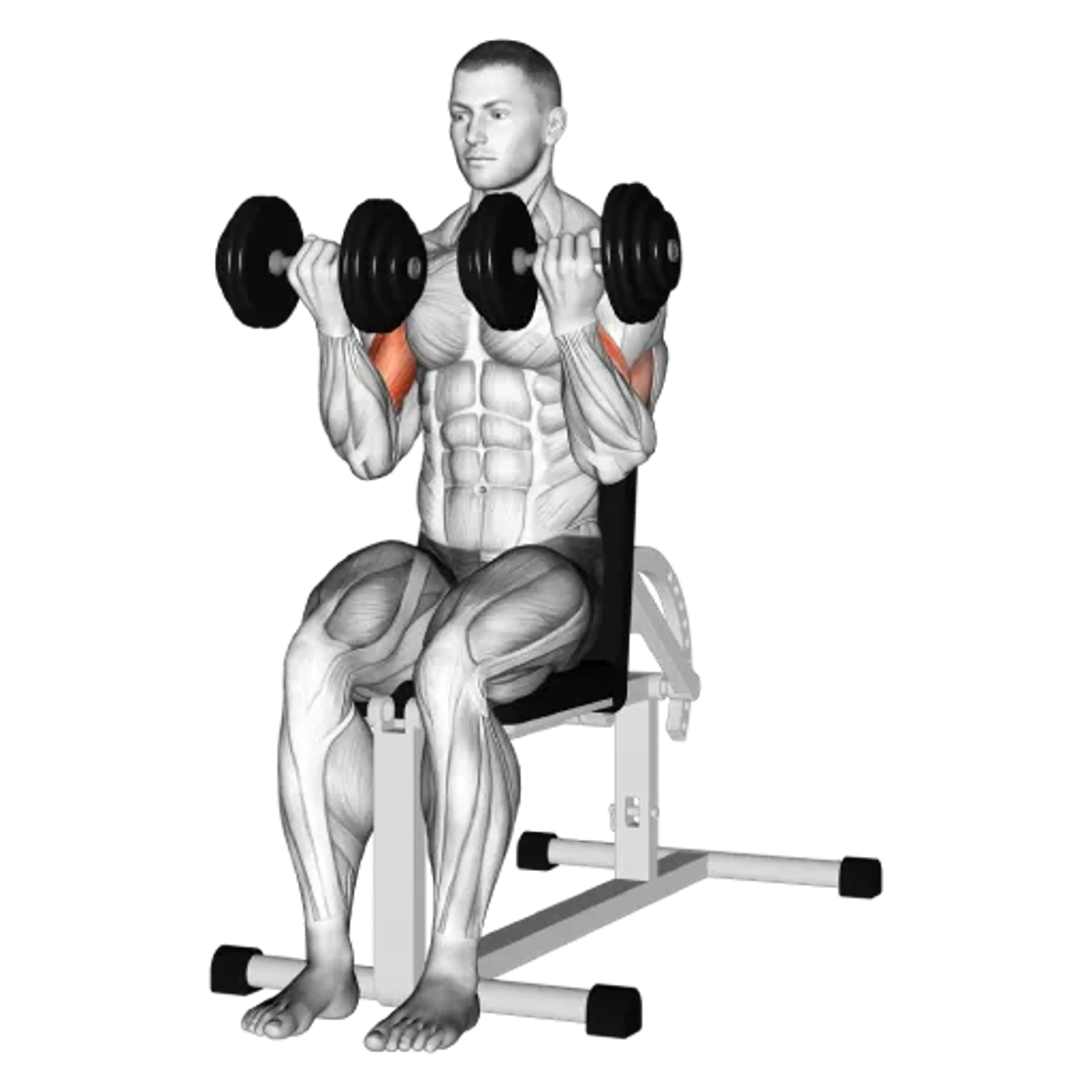 Dumbbell Seated Curl