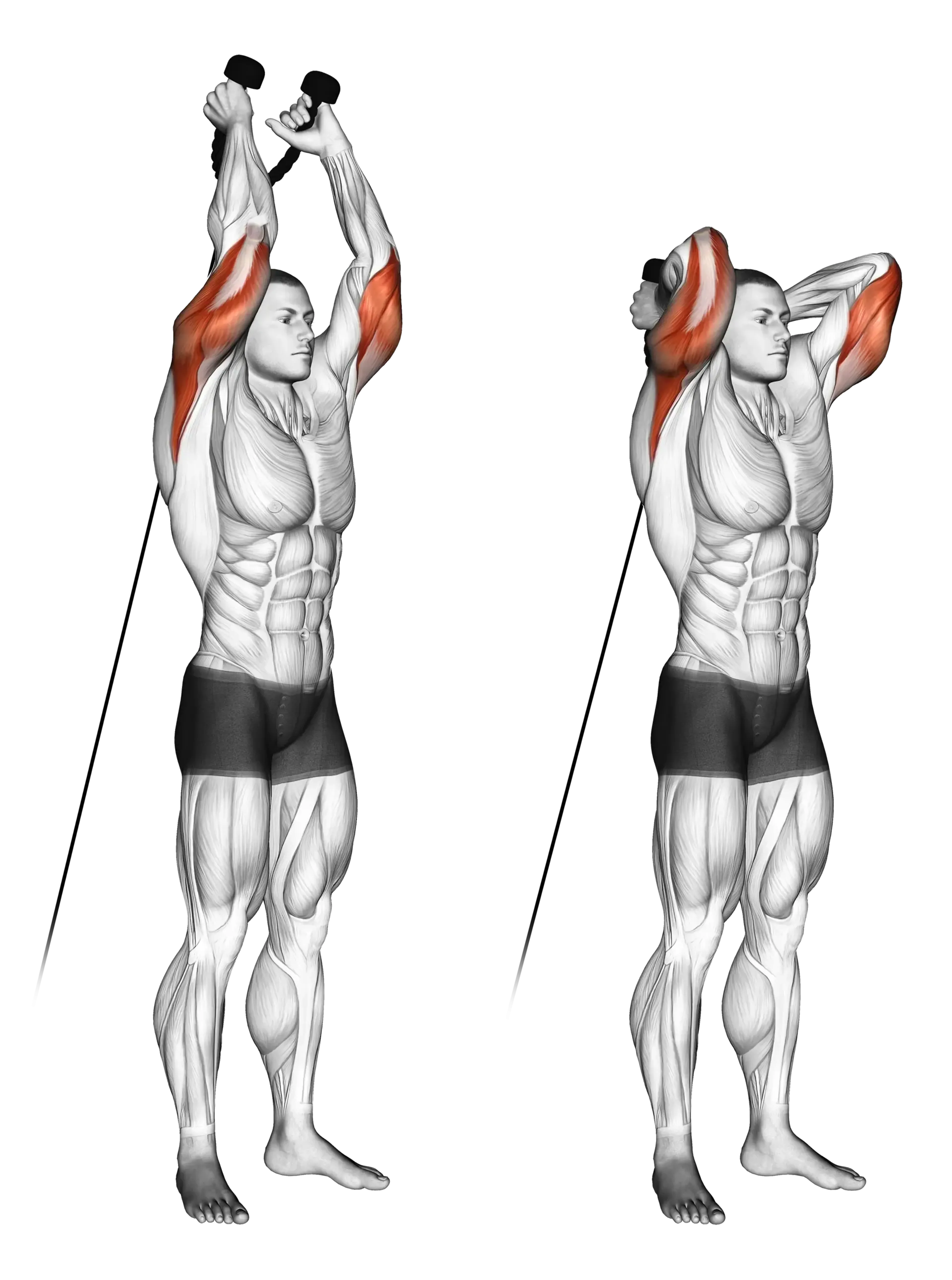 Cable Overhead Triceps Extension