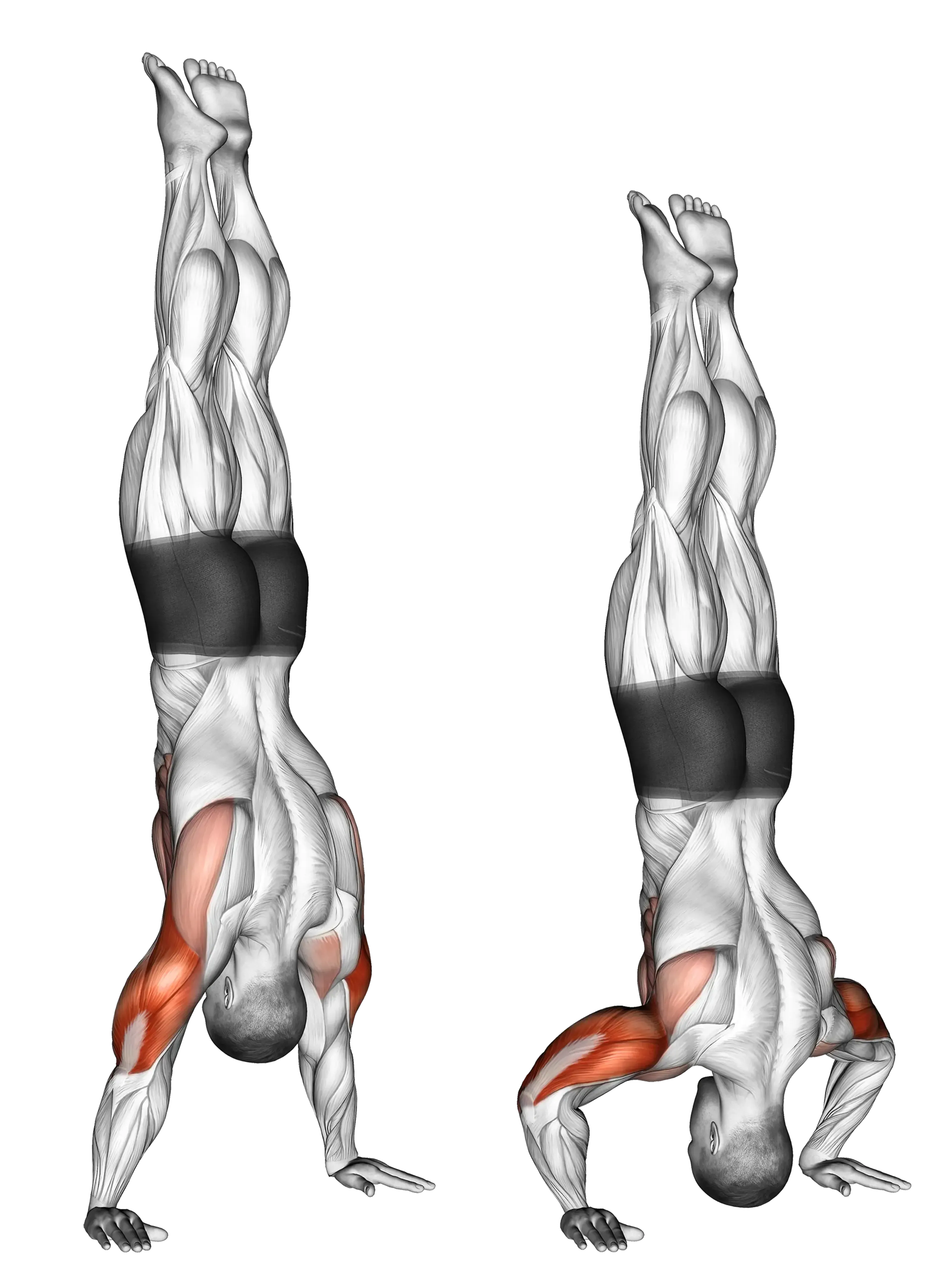 Handstand Push-Up