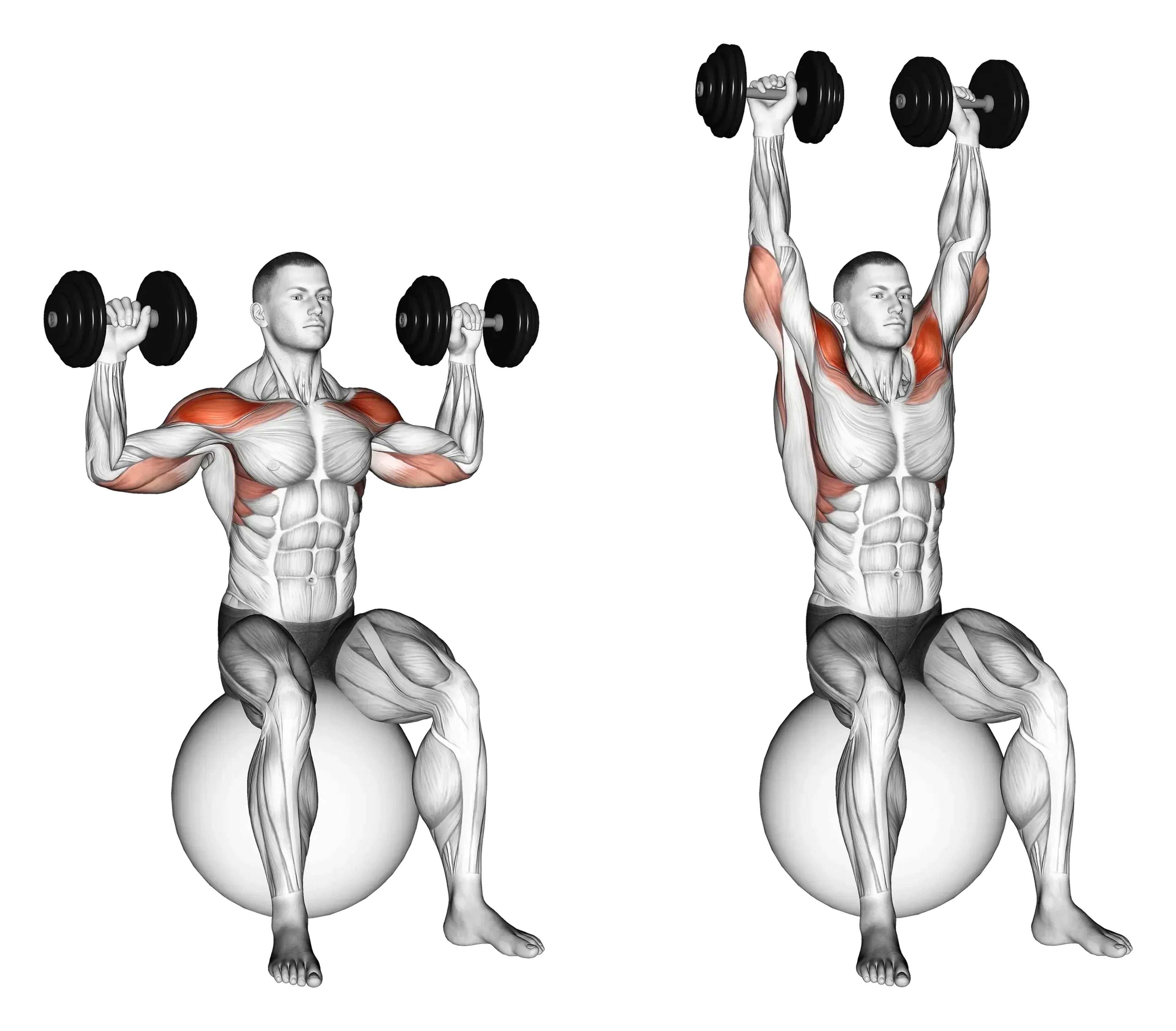 Dumbbell Exercise Ball Seated Shoulder Press