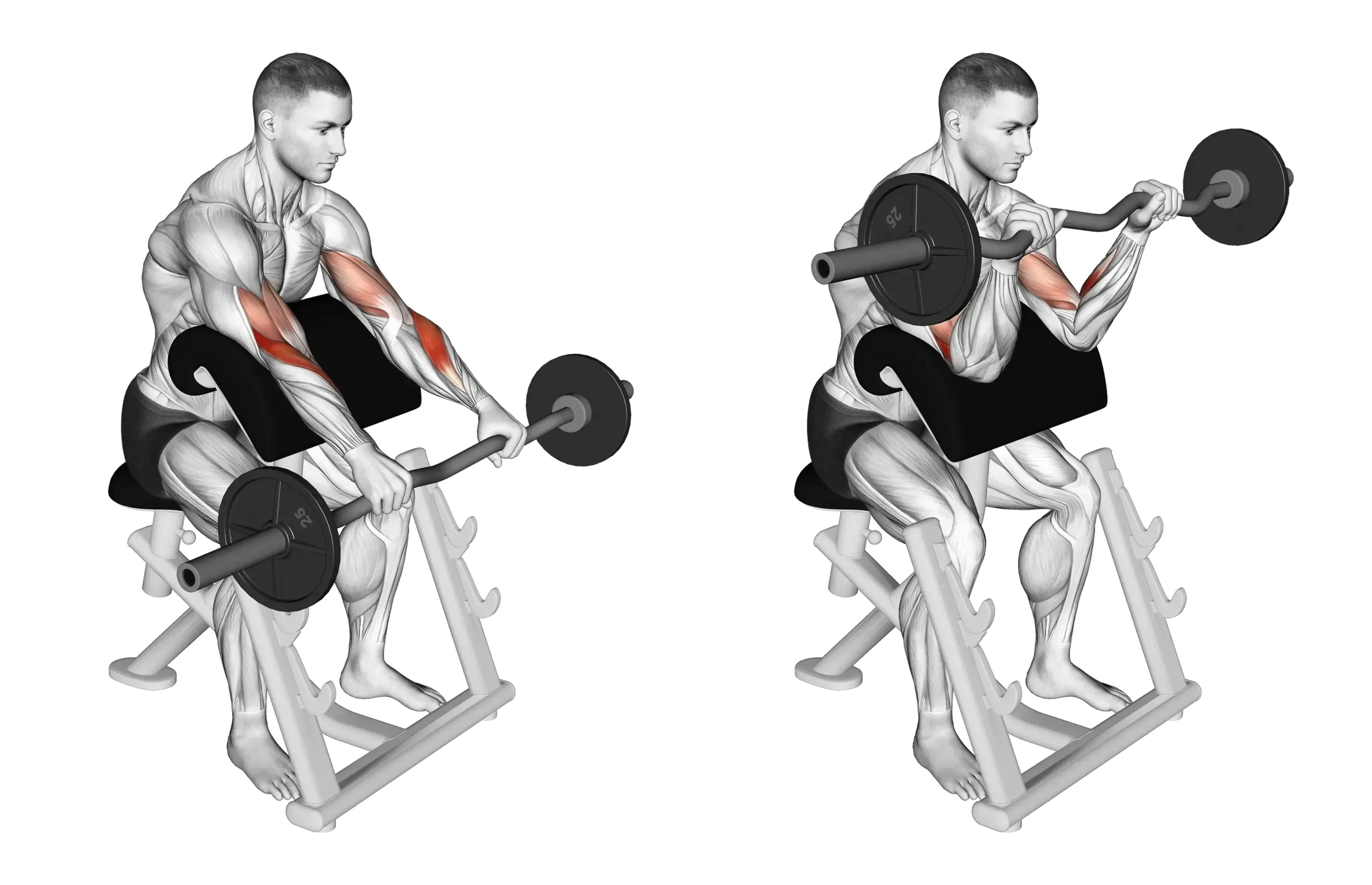 EZ Bar Preacher Curl (Reverse Grip)