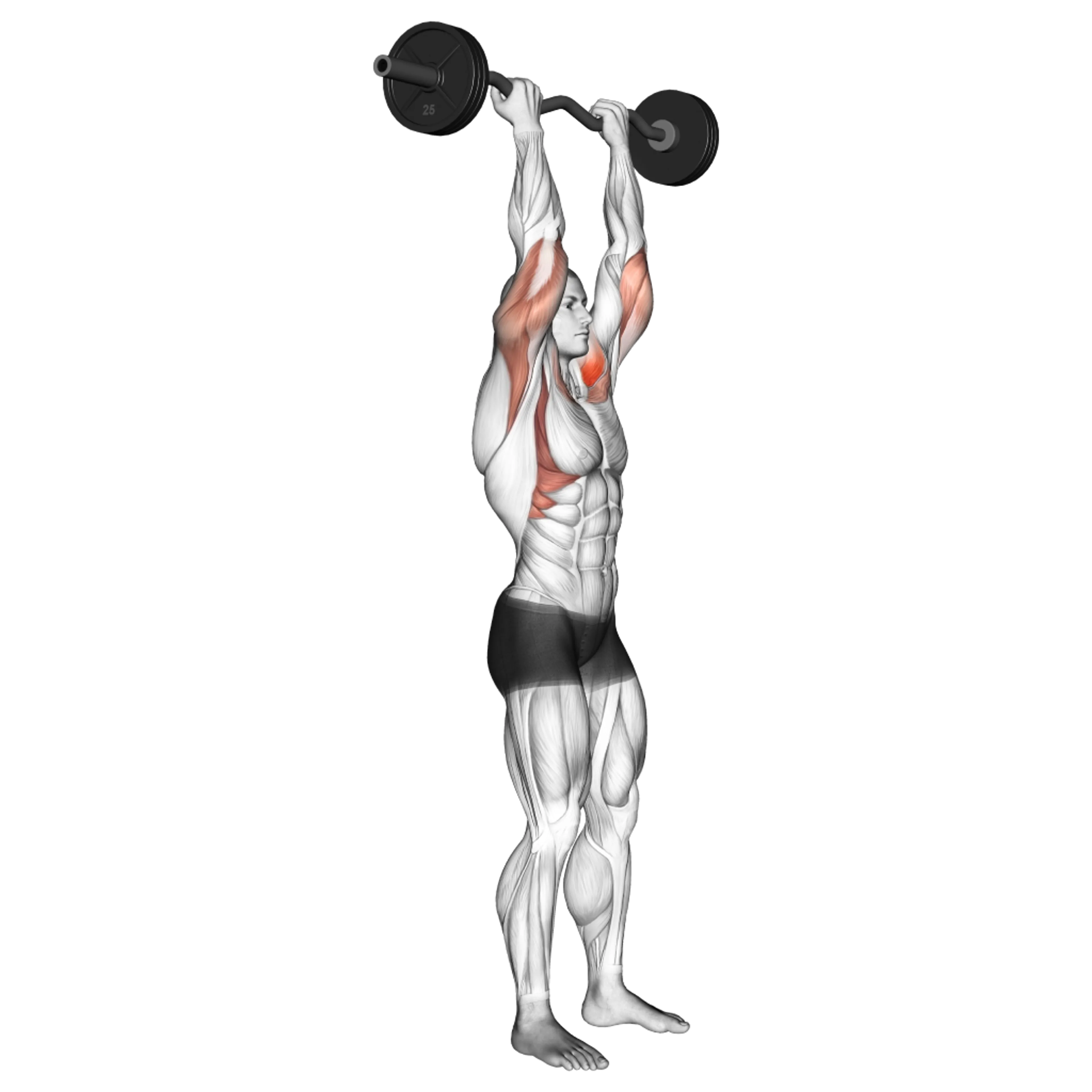 EZ Bar Overhead Press