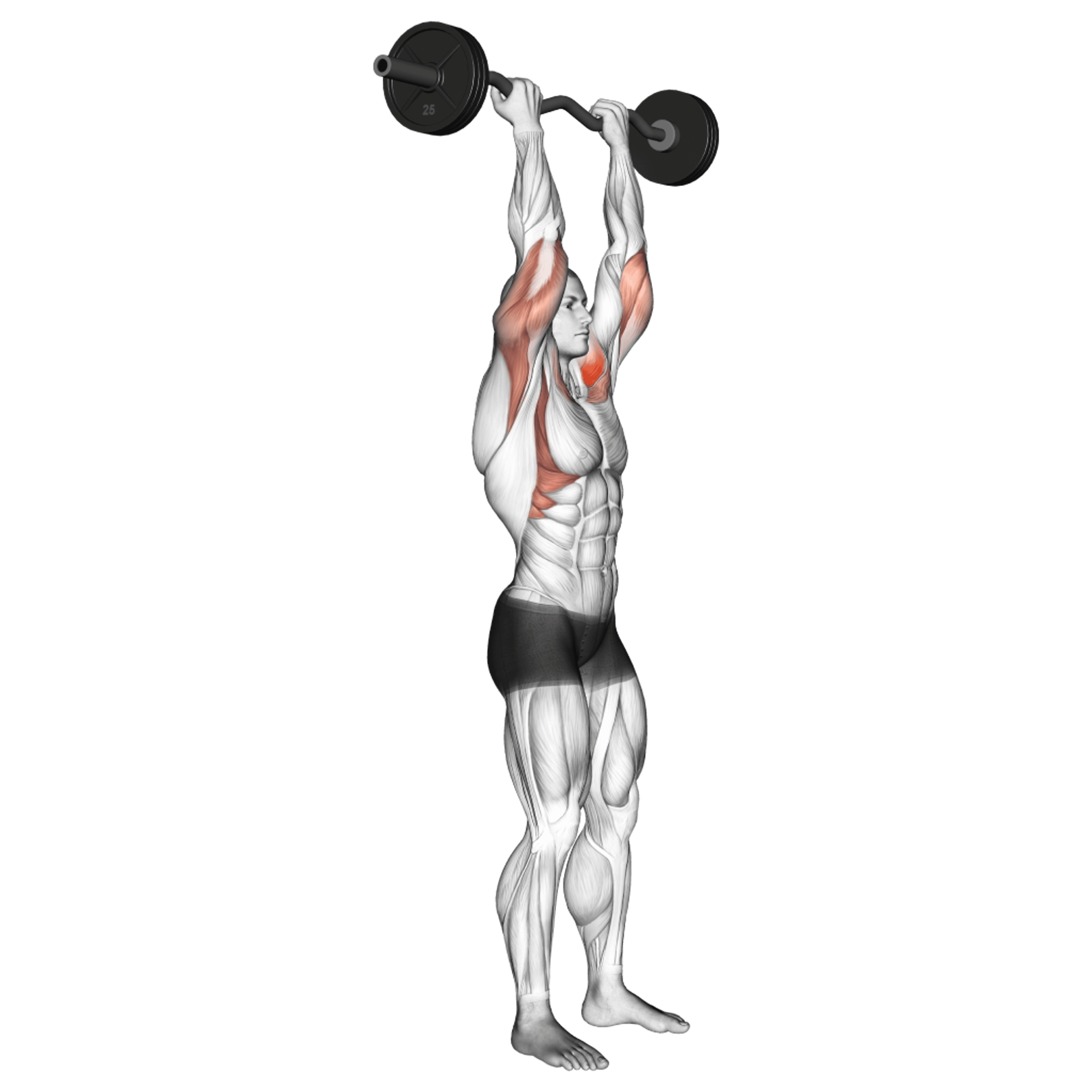 EZ Bar Overhead Press