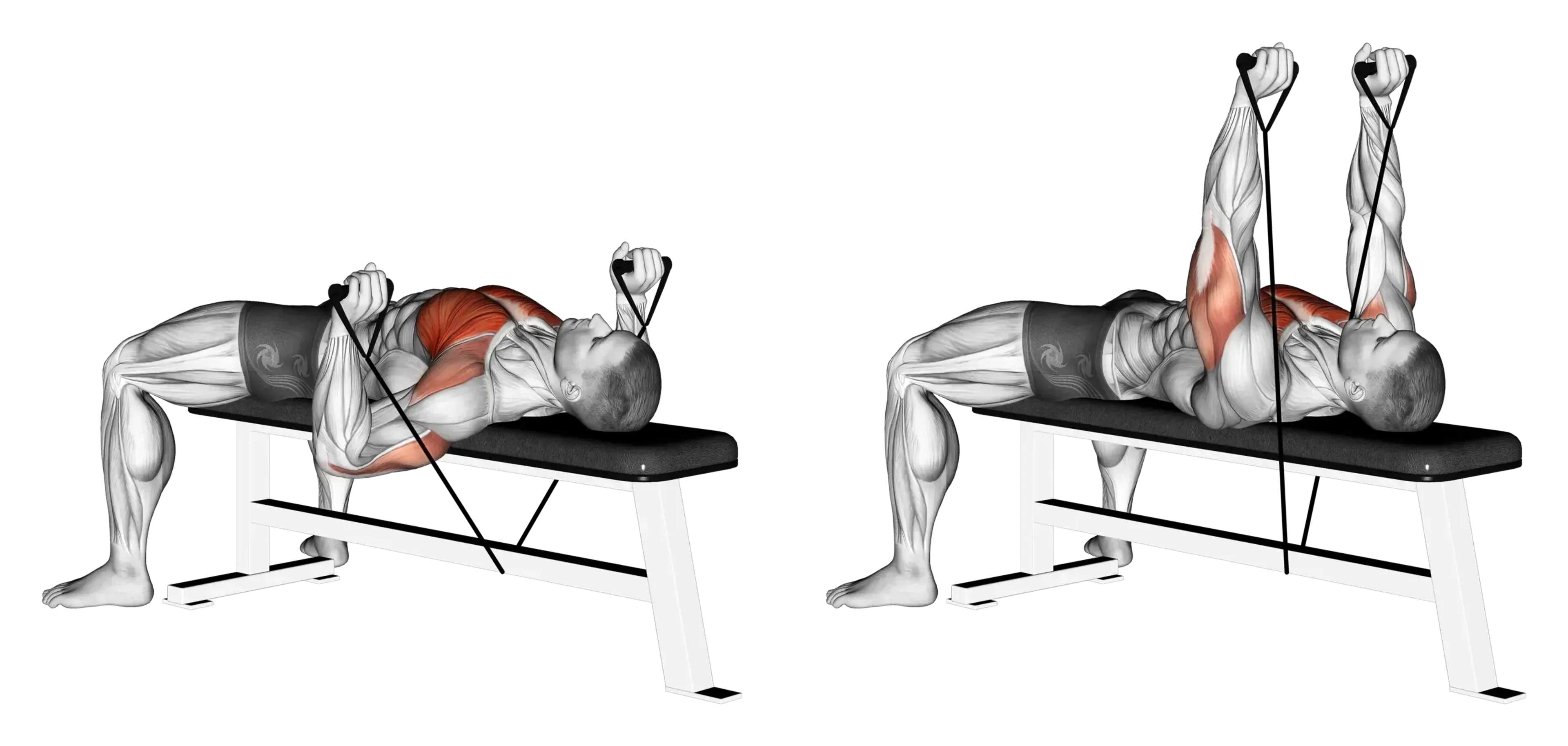 Band Bench Press