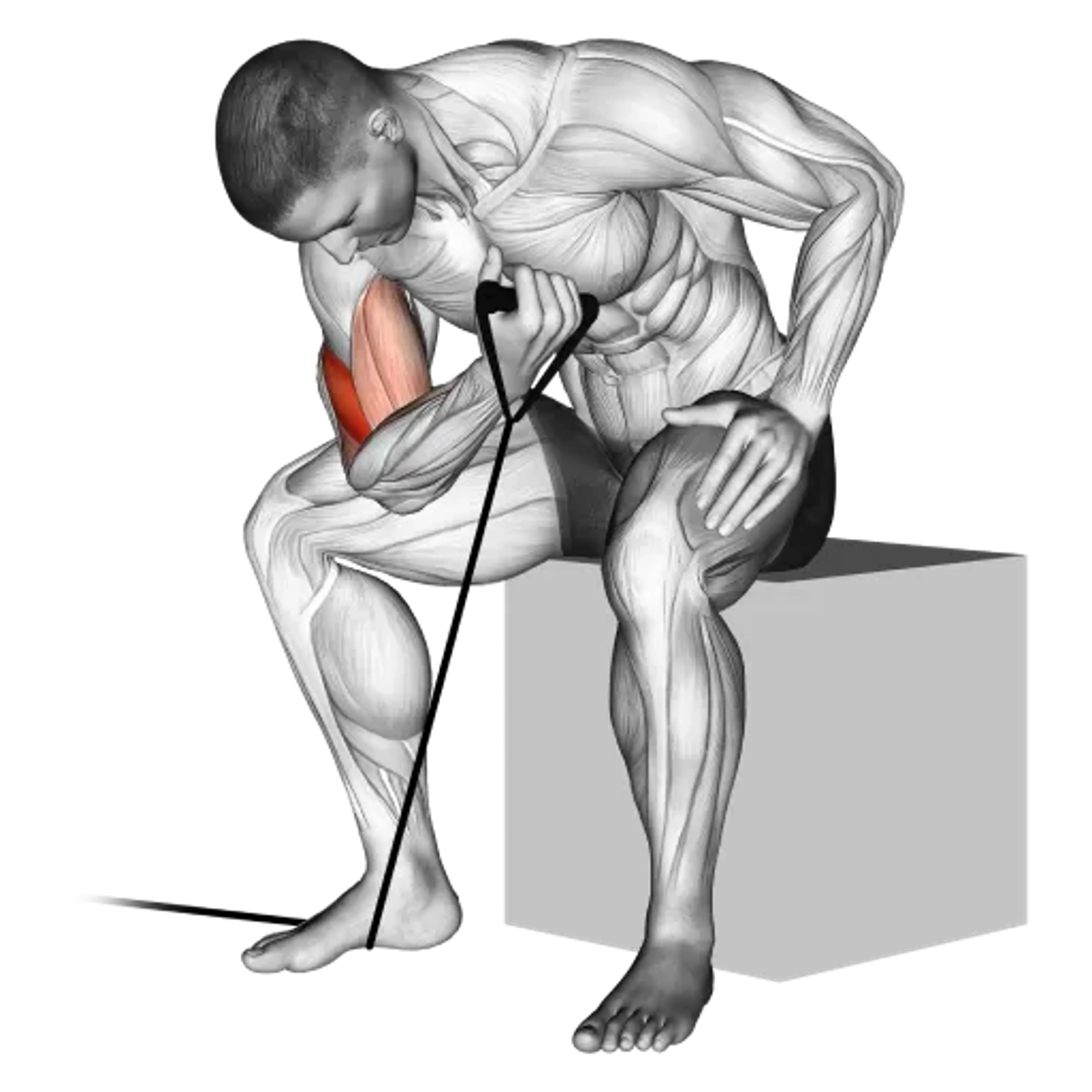 Band Concentration Curl