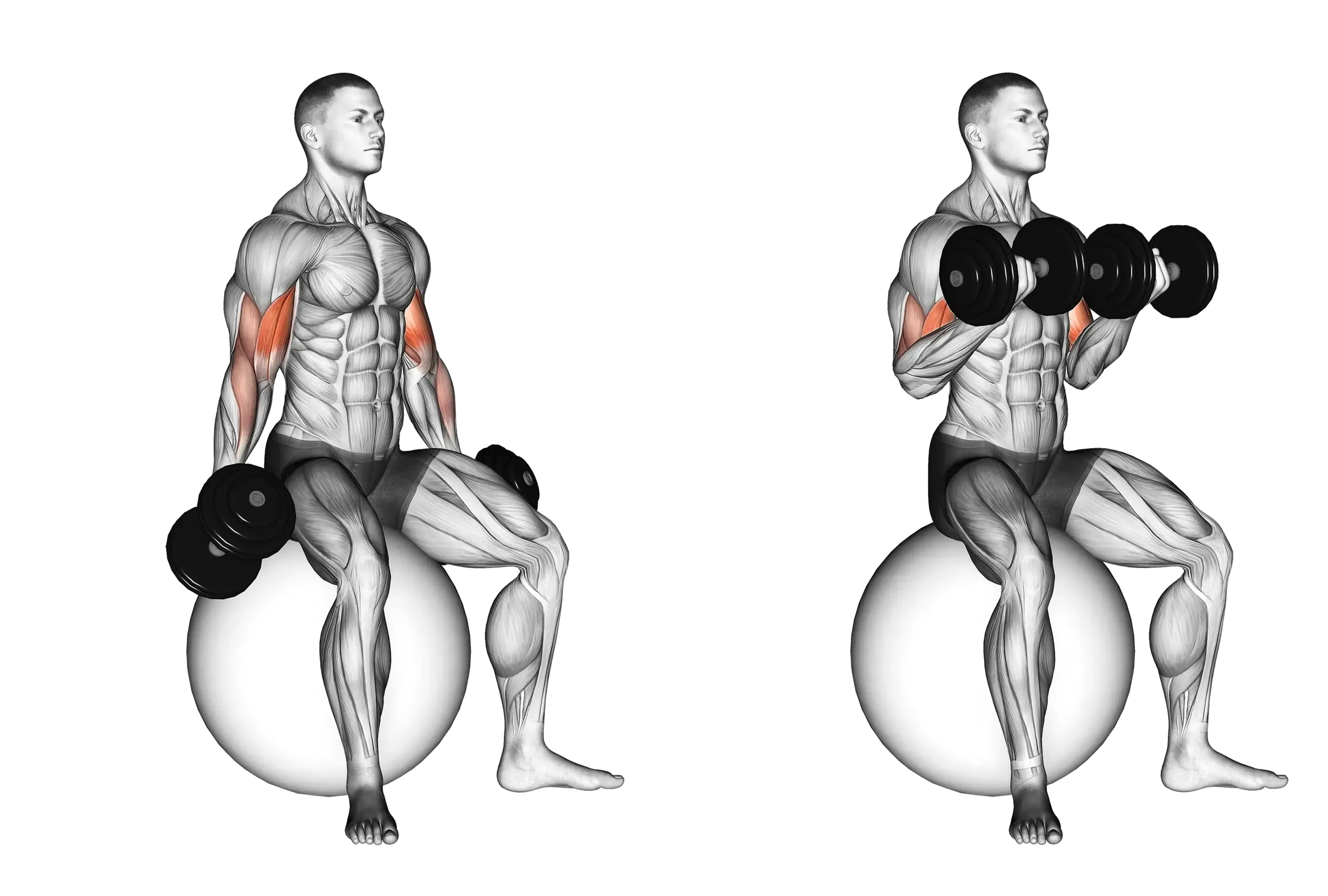 Dumbbell Exercise Ball Seated Curl