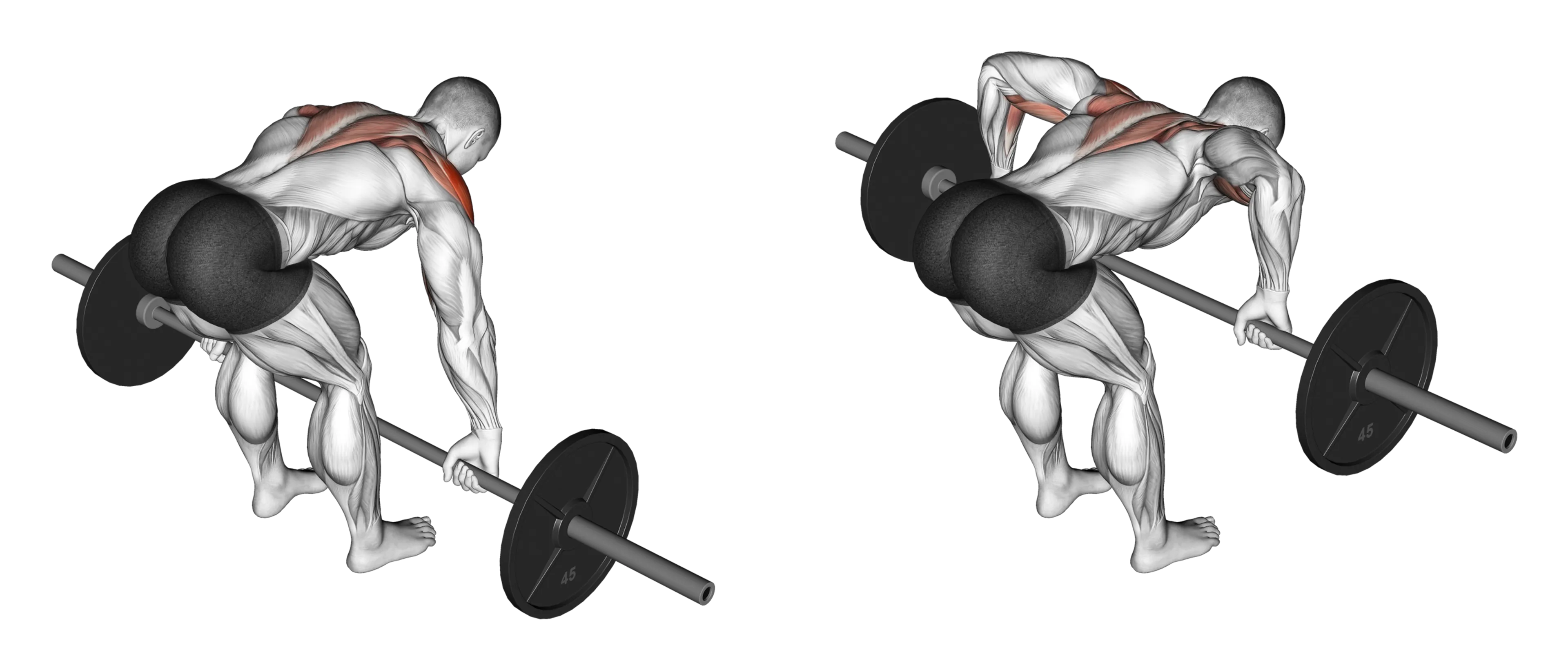Barbell Rear Delt Row