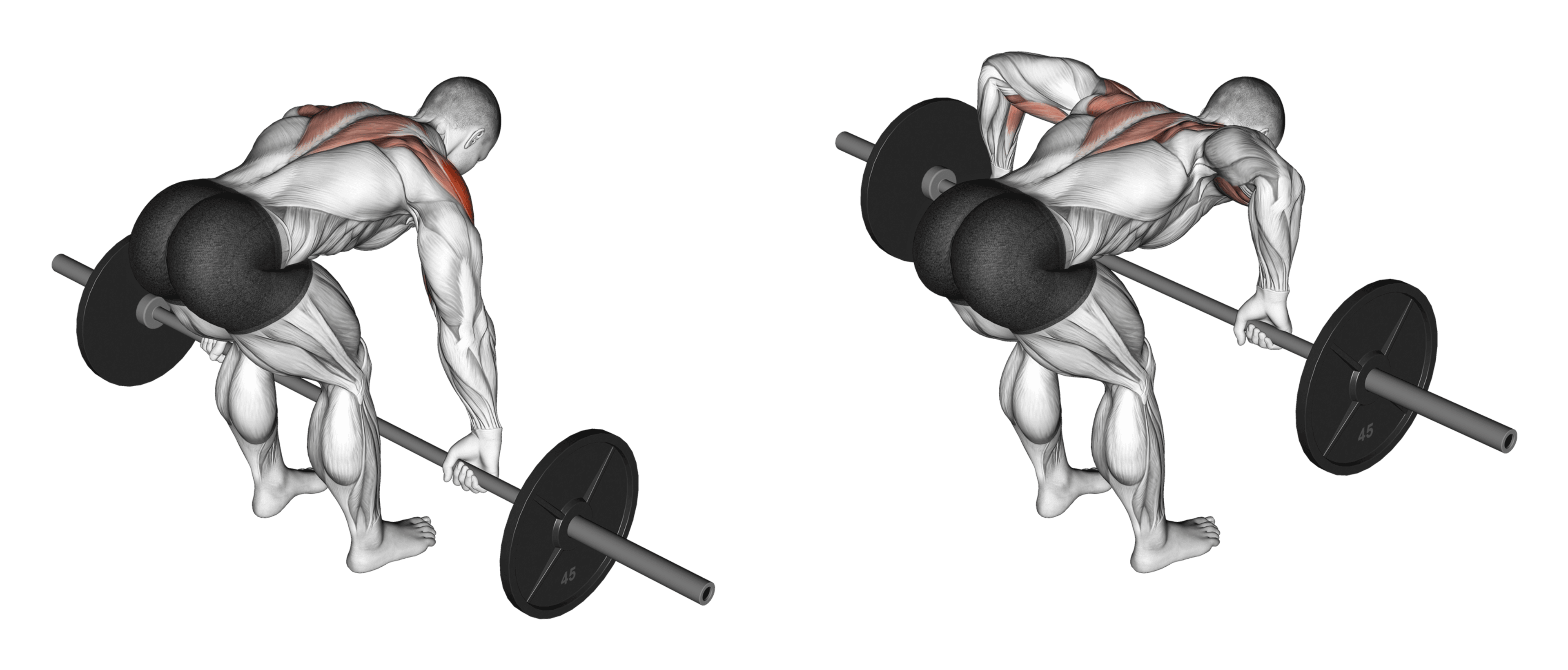 Barbell Rear Delt Row