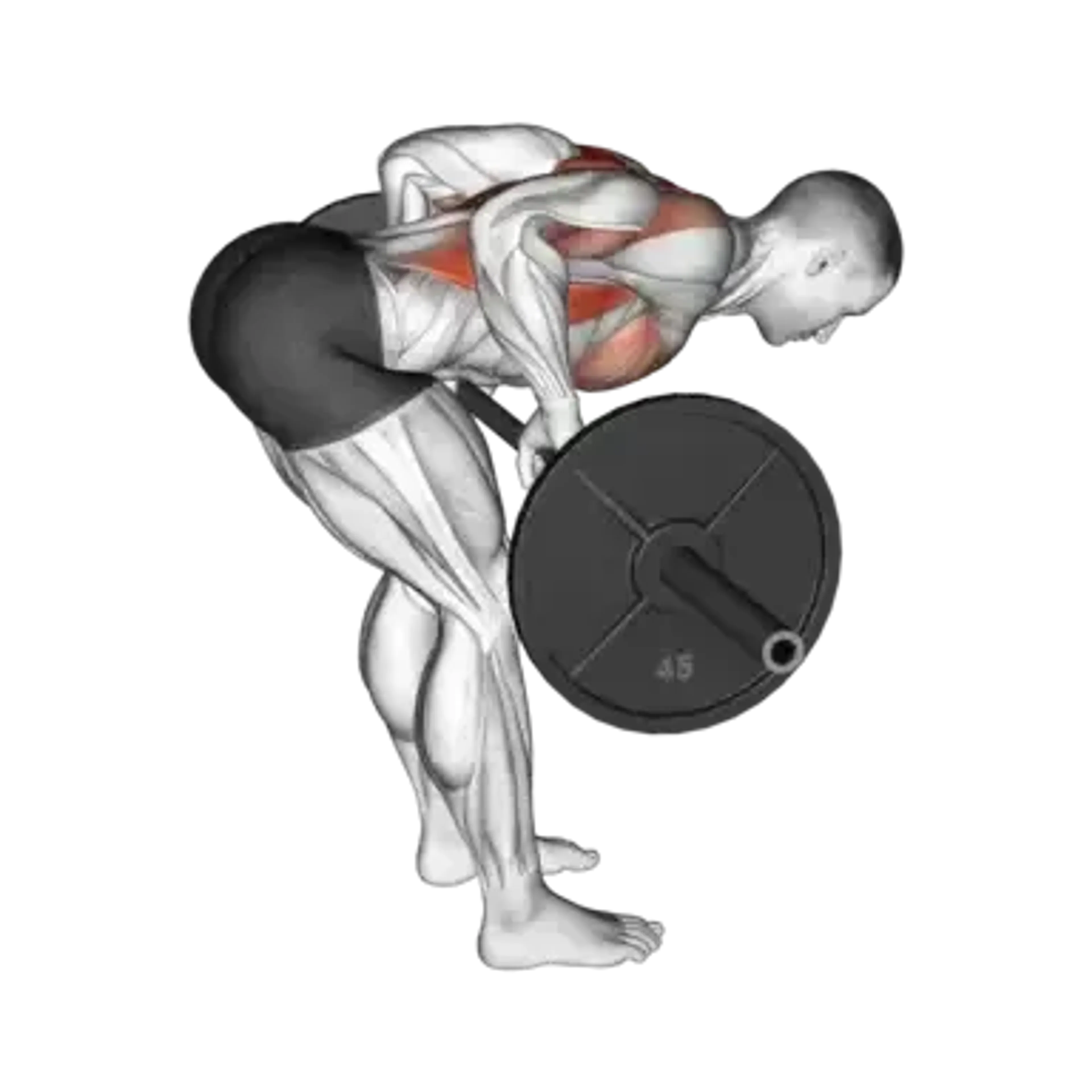 Barbell Bent-Over Row