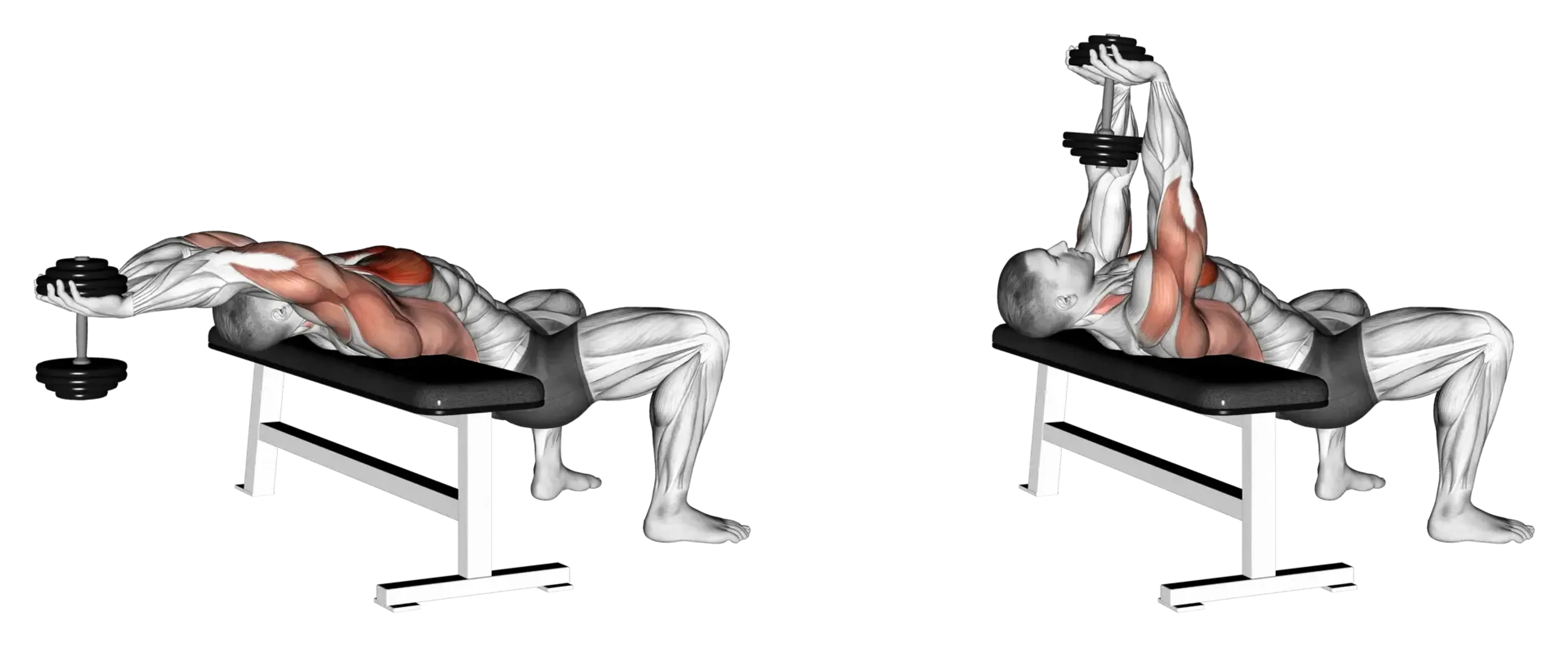 Dumbbell Pullover (Bridge Position)