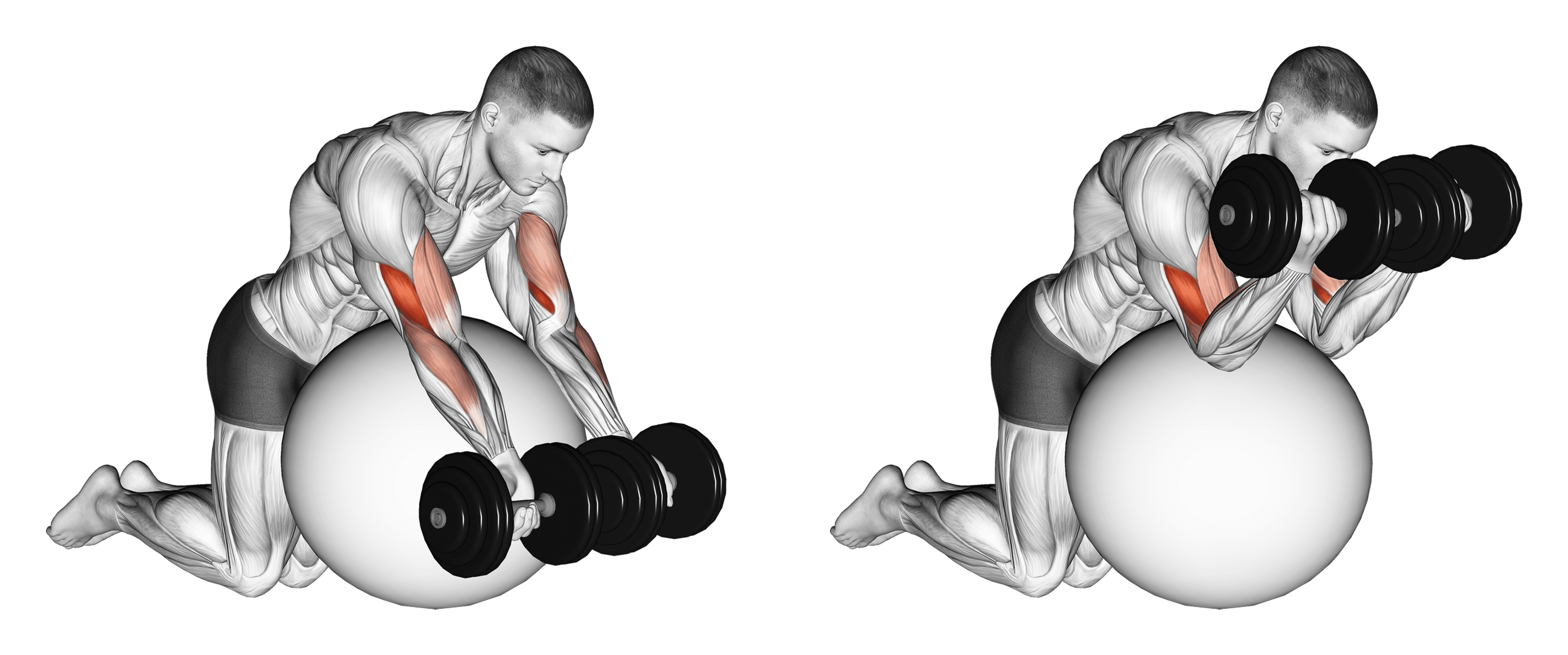 Dumbbell Exercise Ball Preacher Curl