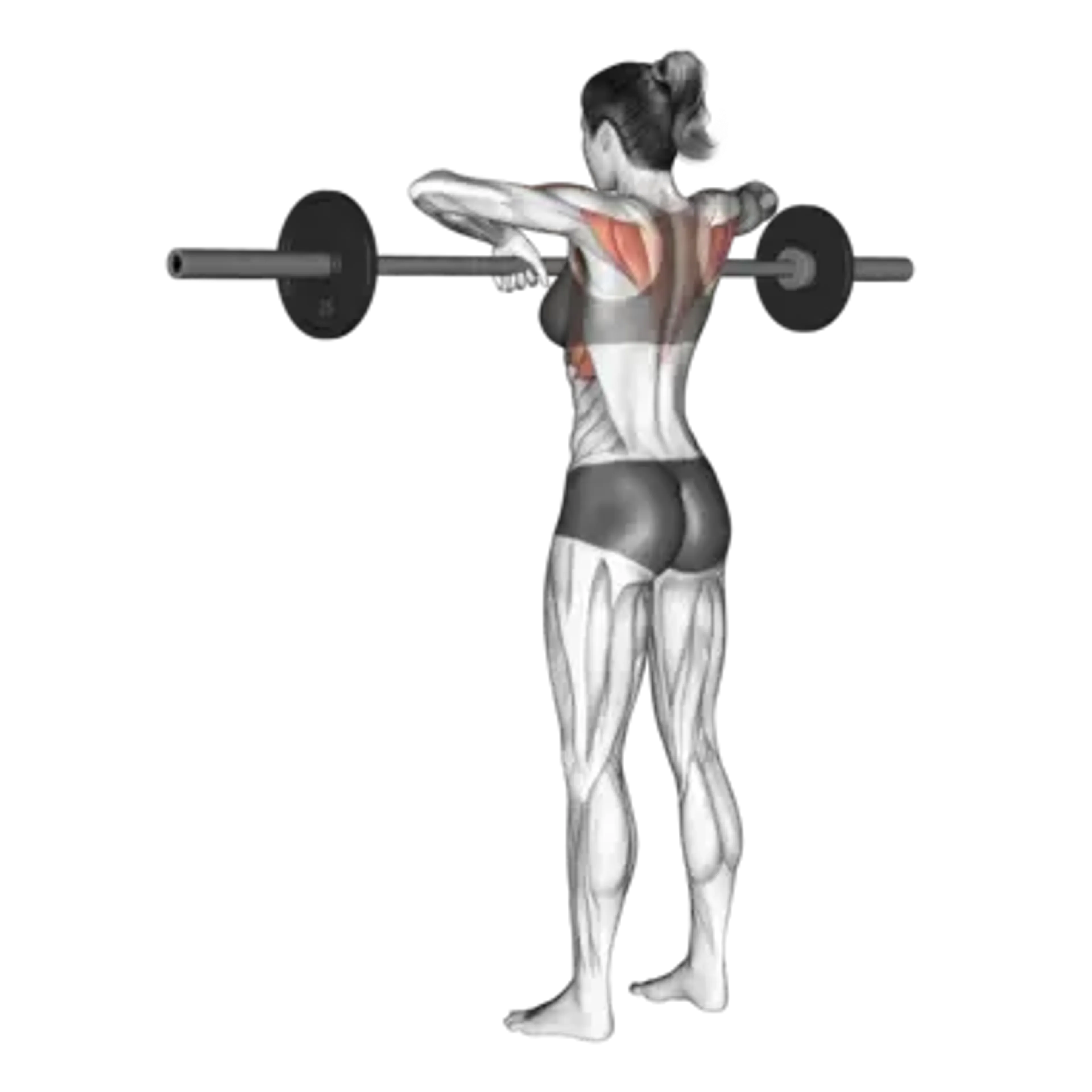 Barbell Upright Row